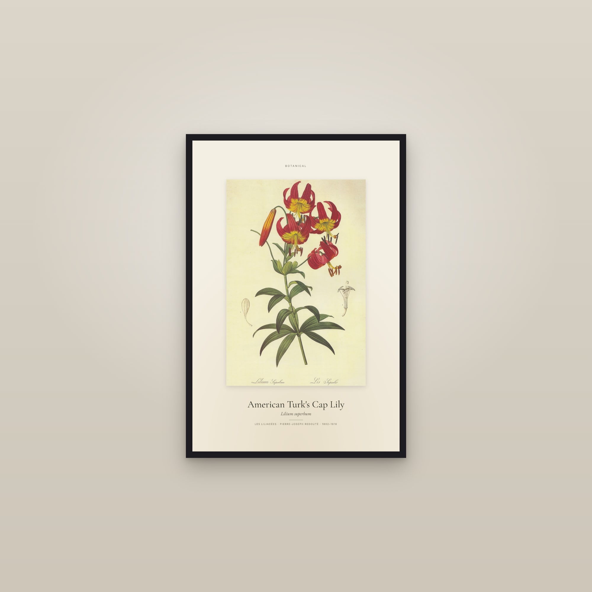 American Turk's Cap Lily — Specimen — framed in a gallery setting