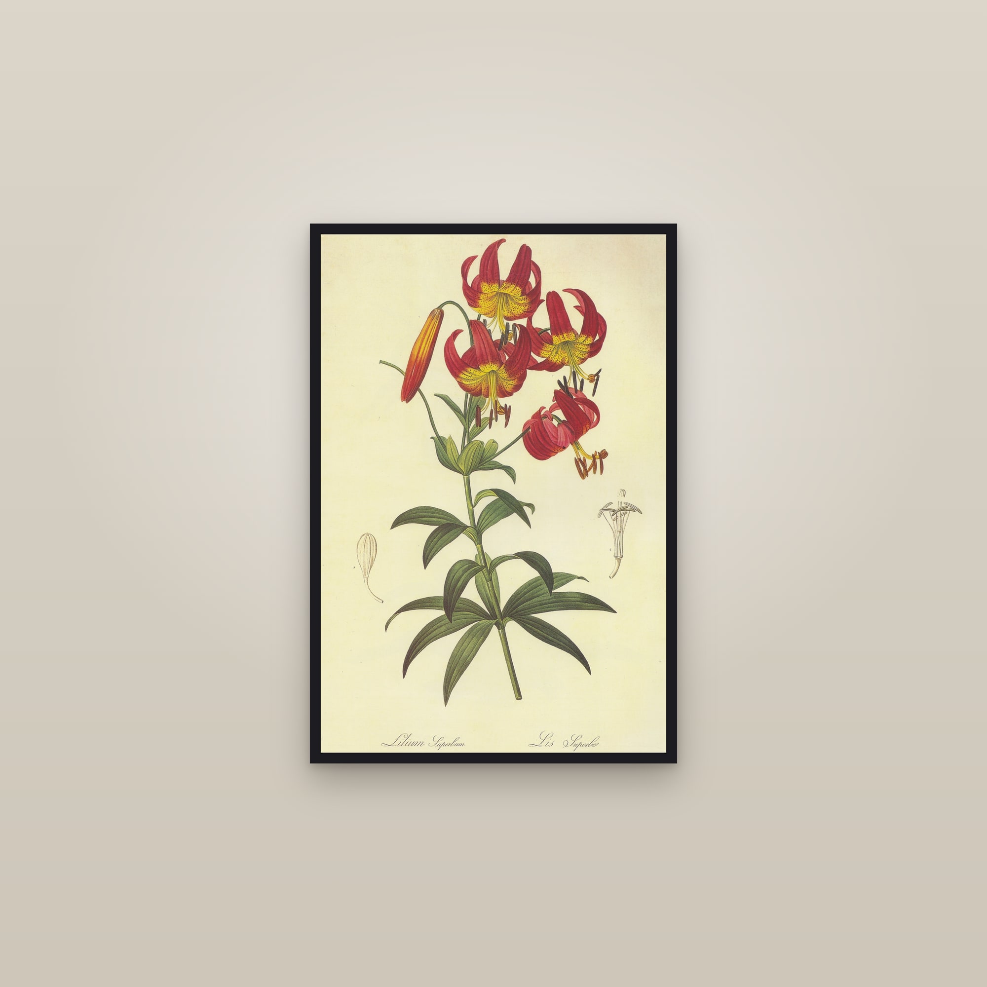 American Turk's Cap Lily