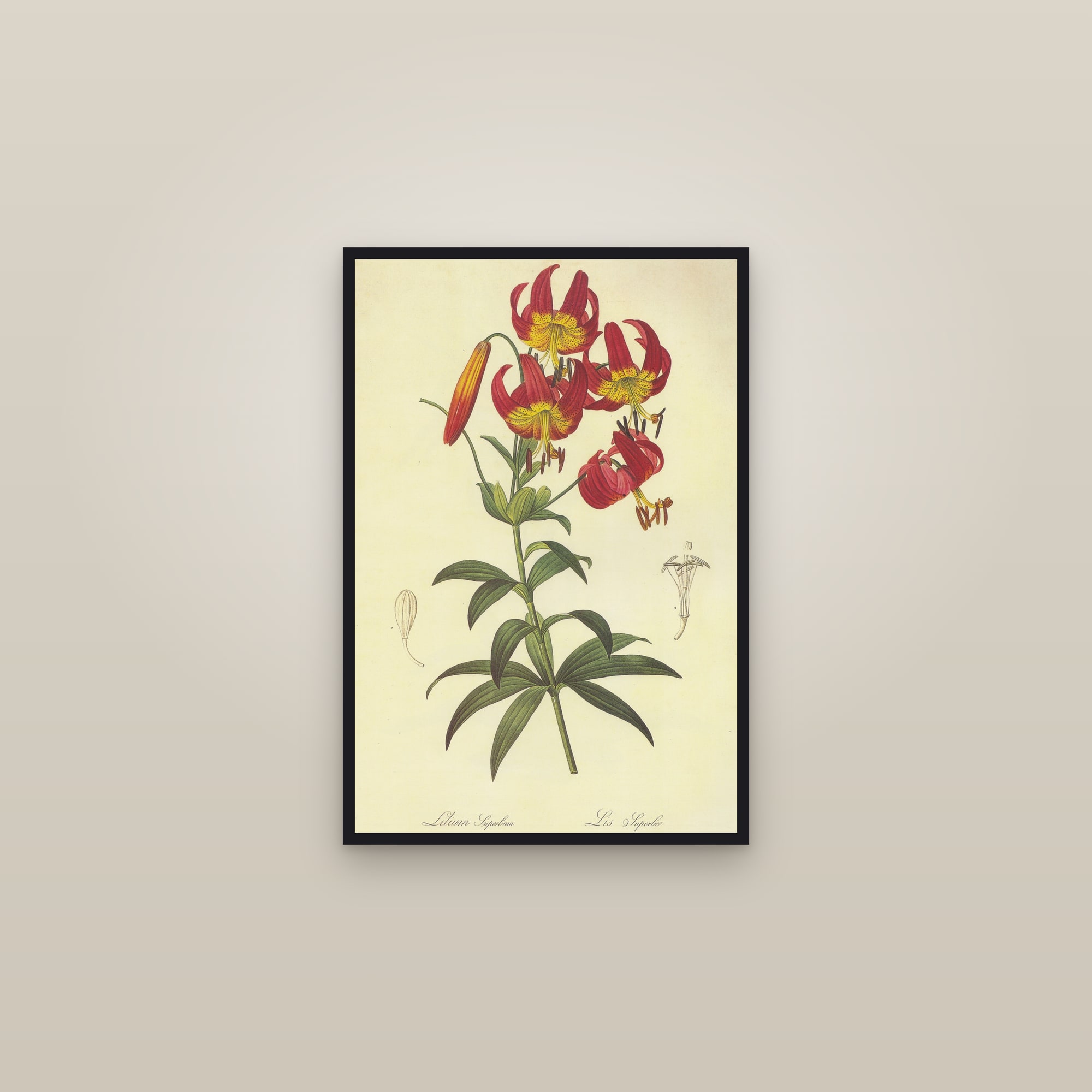 American Turk's Cap Lily — framed in a gallery setting
