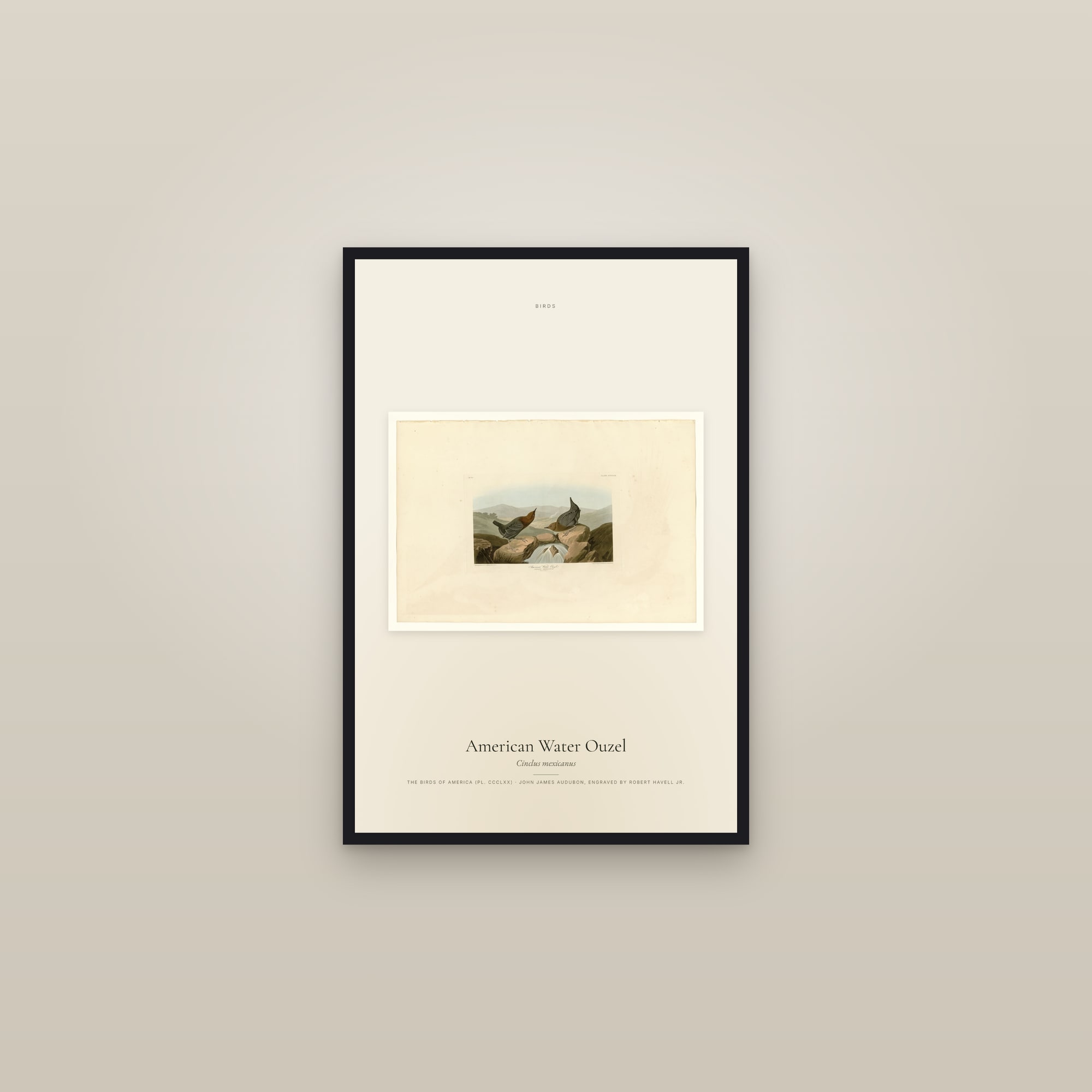 American Water Ouzel — framed in a gallery setting
