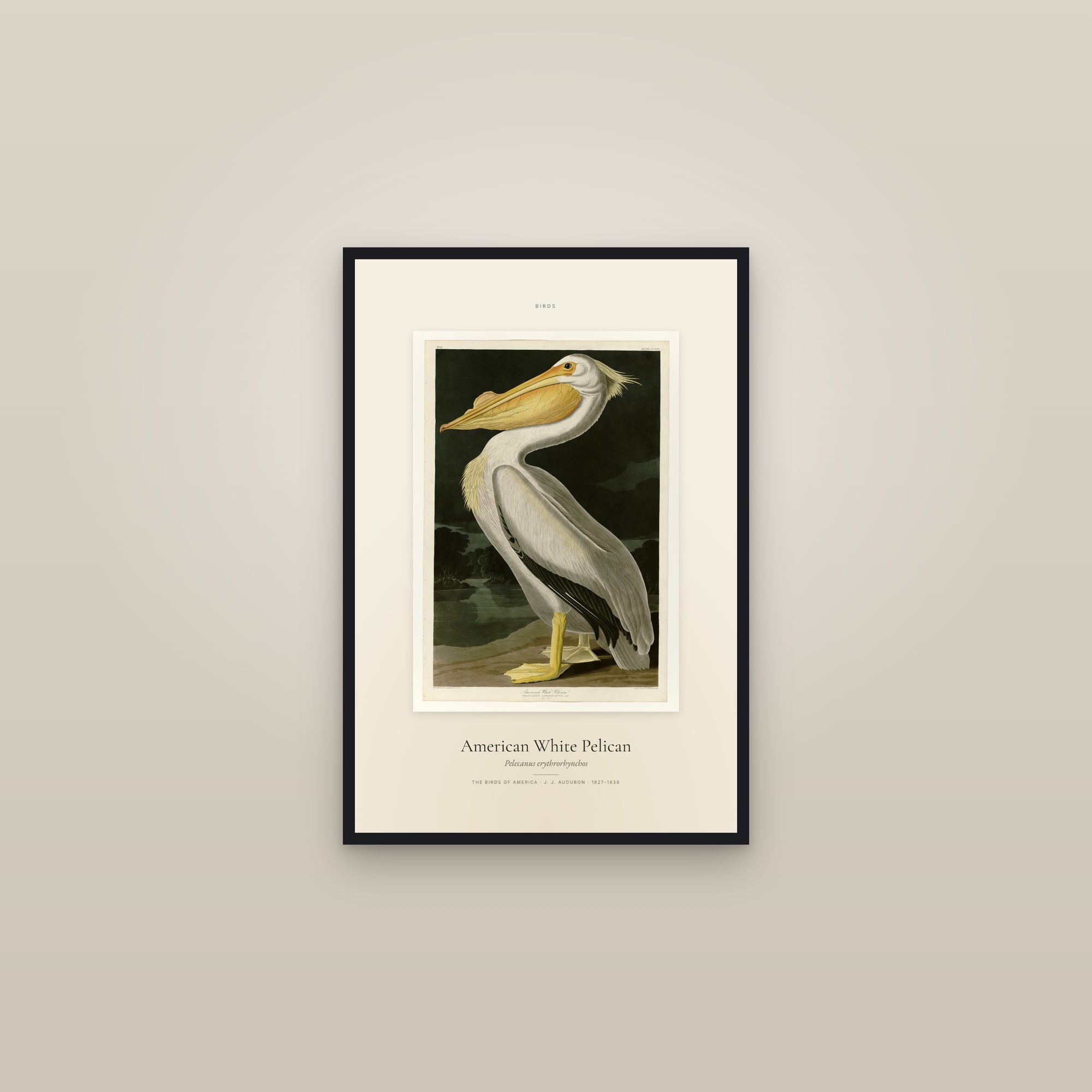American White Pelican — Specimen — framed in a gallery setting