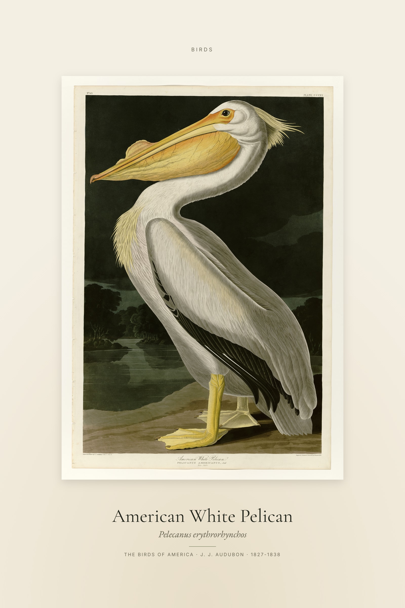 American White Pelican — Specimen