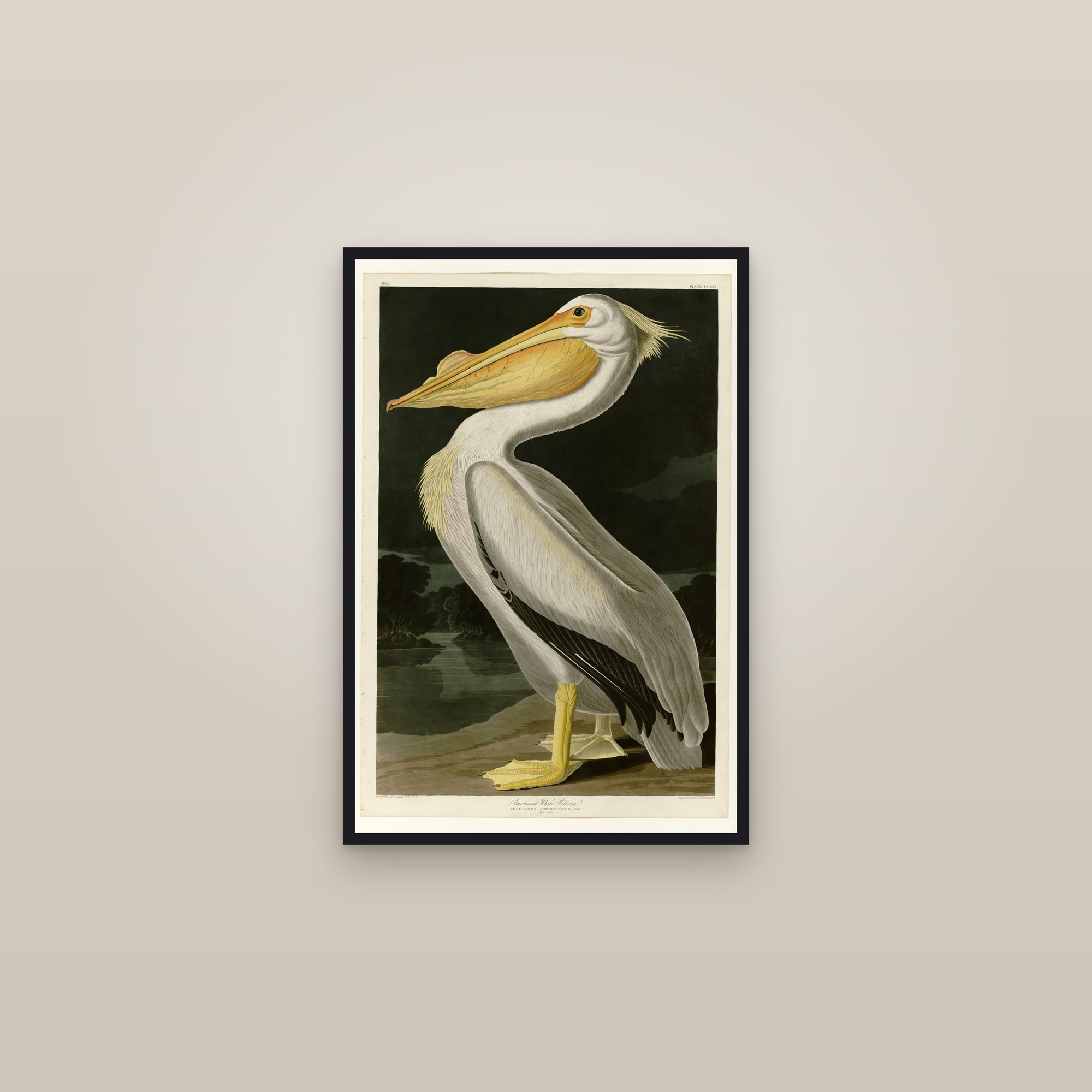 American White Pelican — framed in a gallery setting