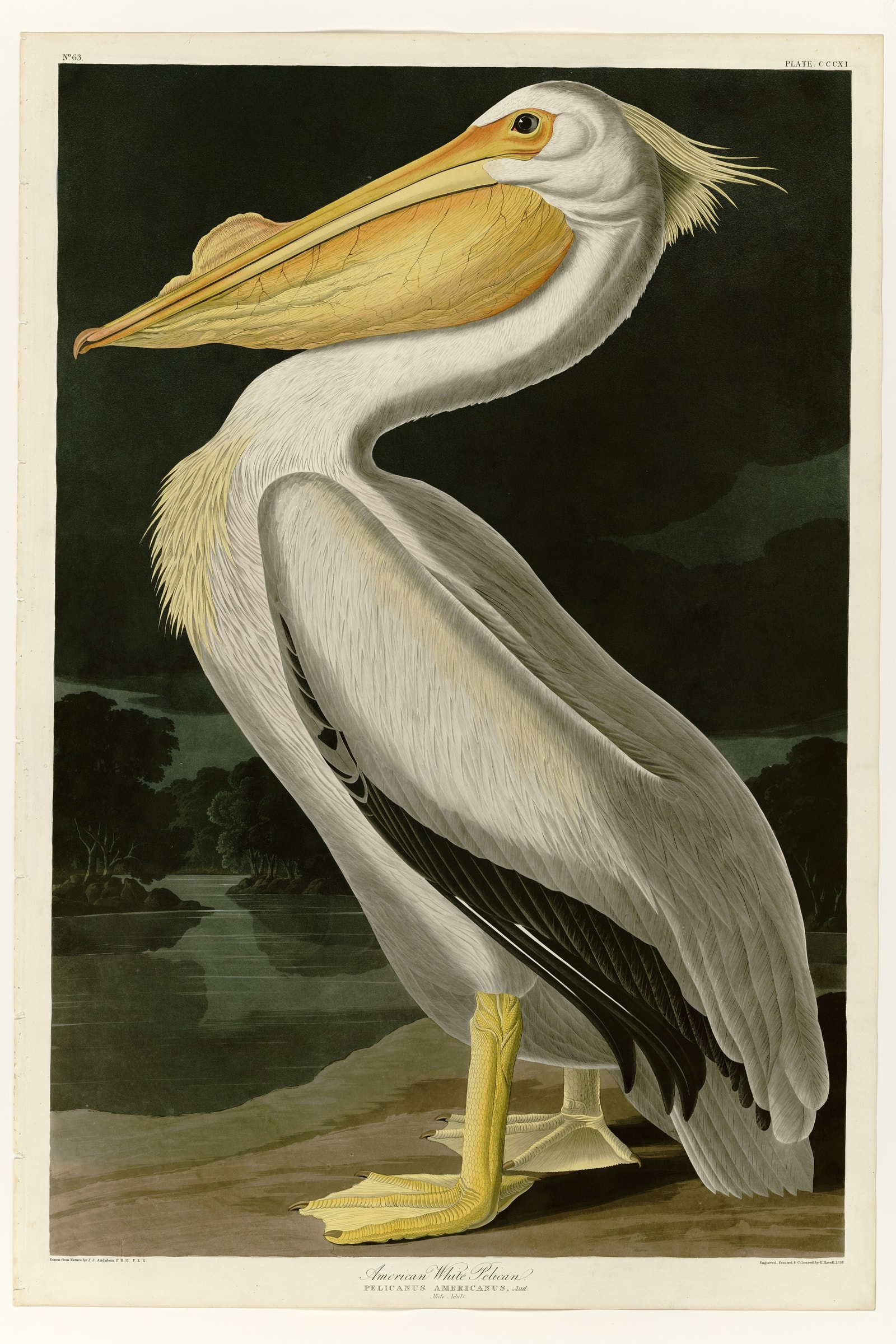 American White Pelican