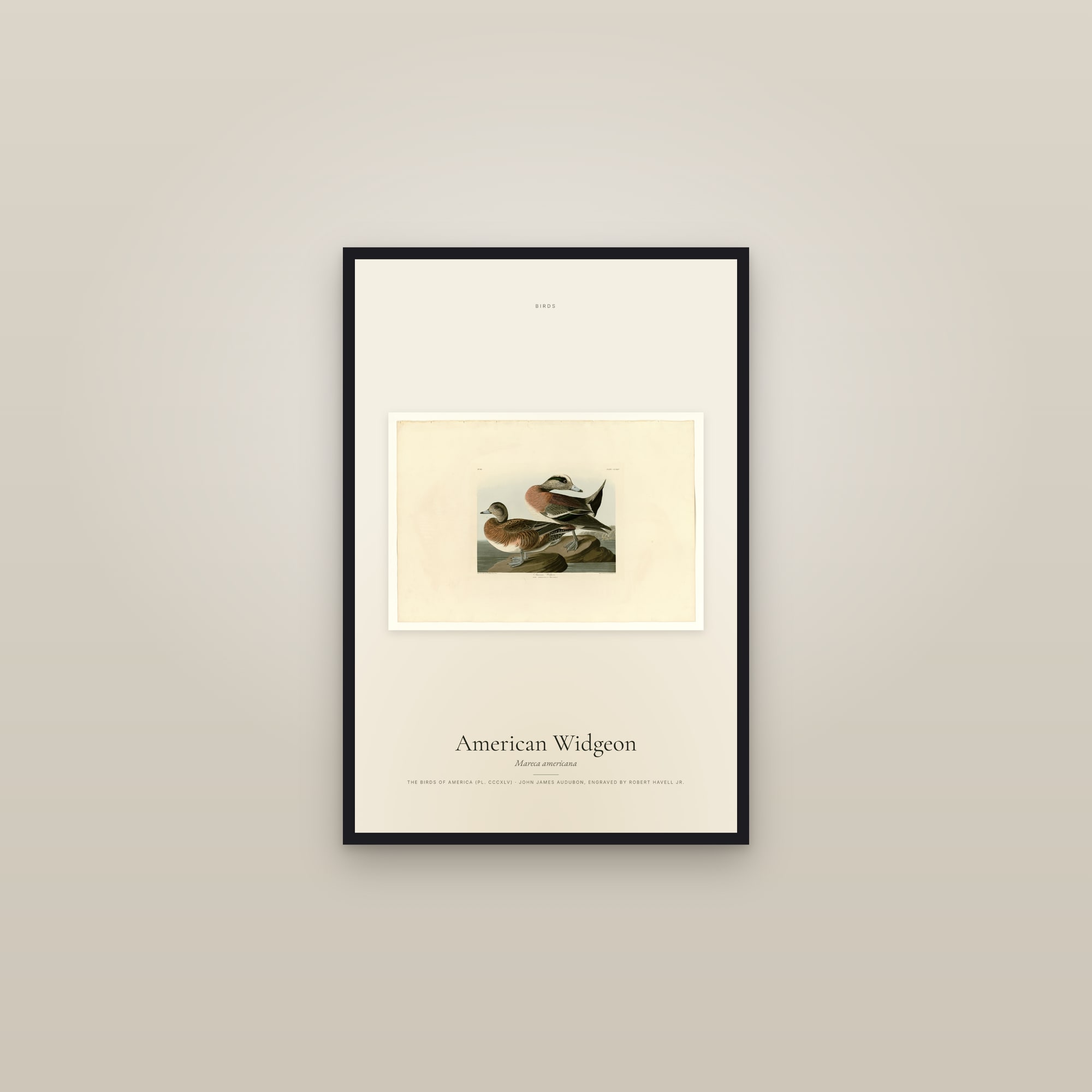 American Widgeon — framed in a gallery setting
