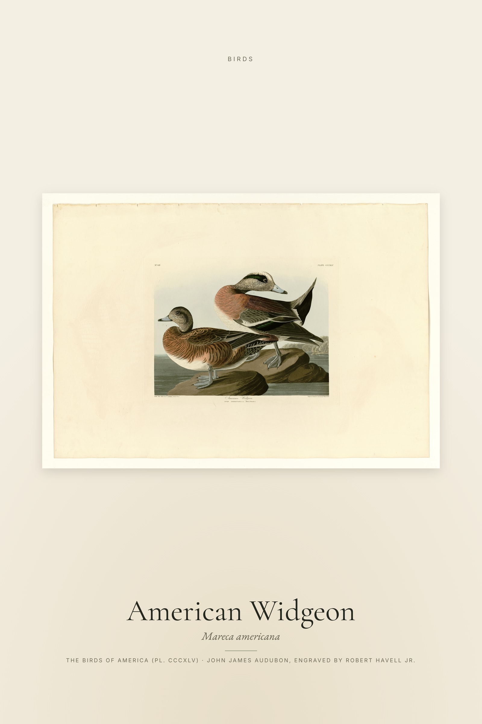 American Widgeon