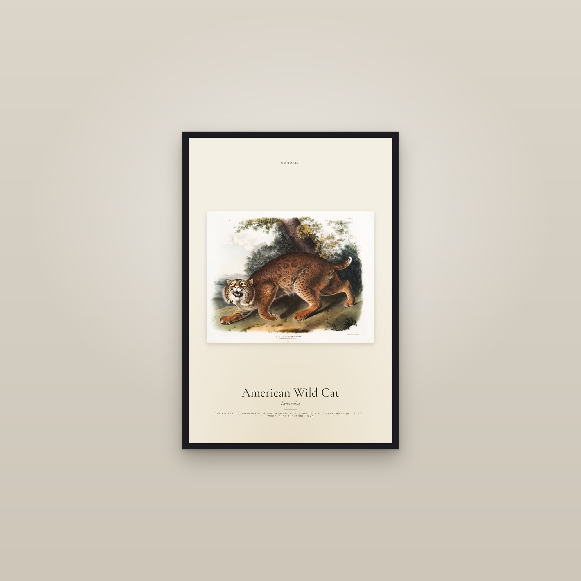 American Wild Cat — framed in a gallery setting