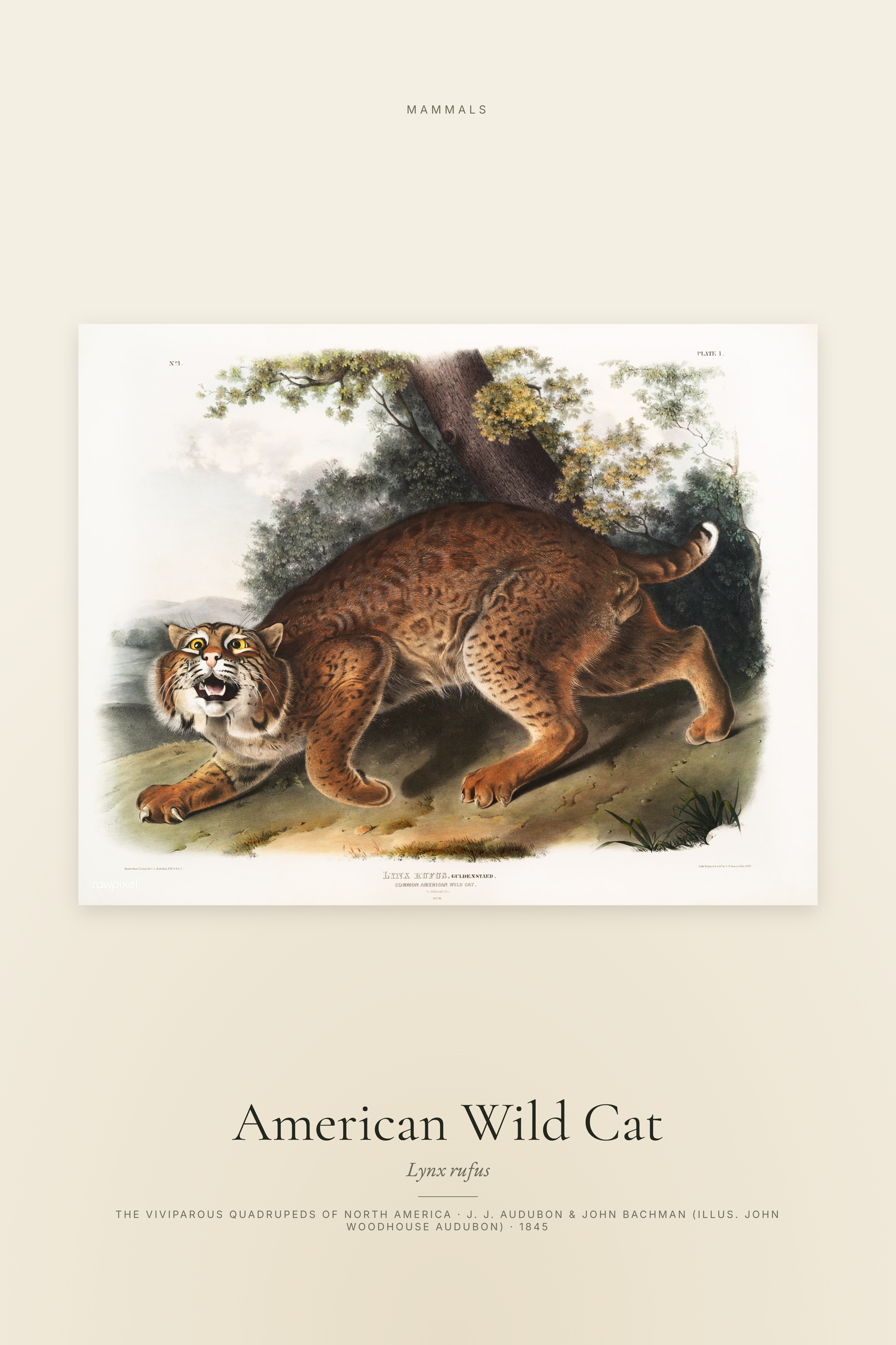 American Wild Cat