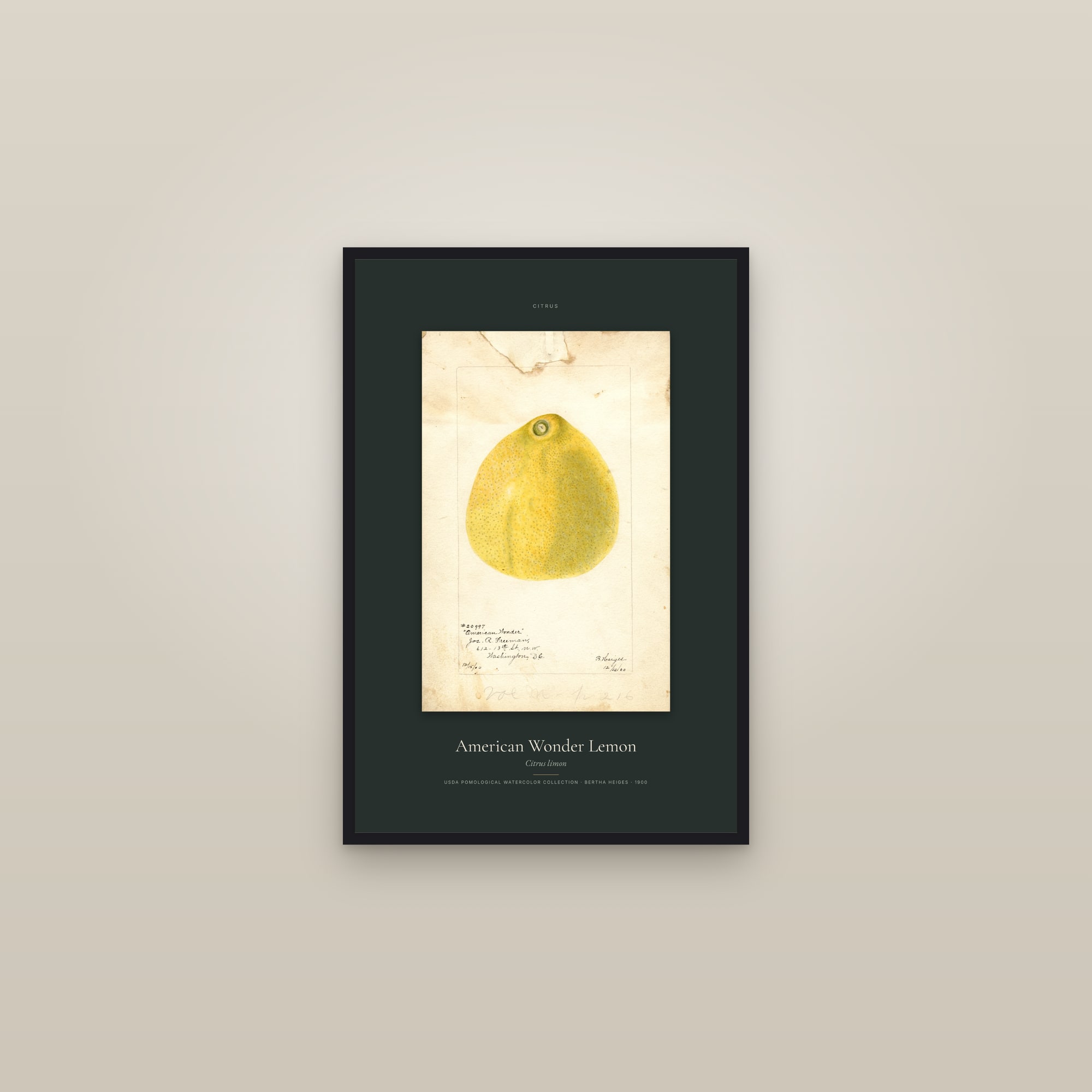 American Wonder Lemon — Specimen — framed in a gallery setting