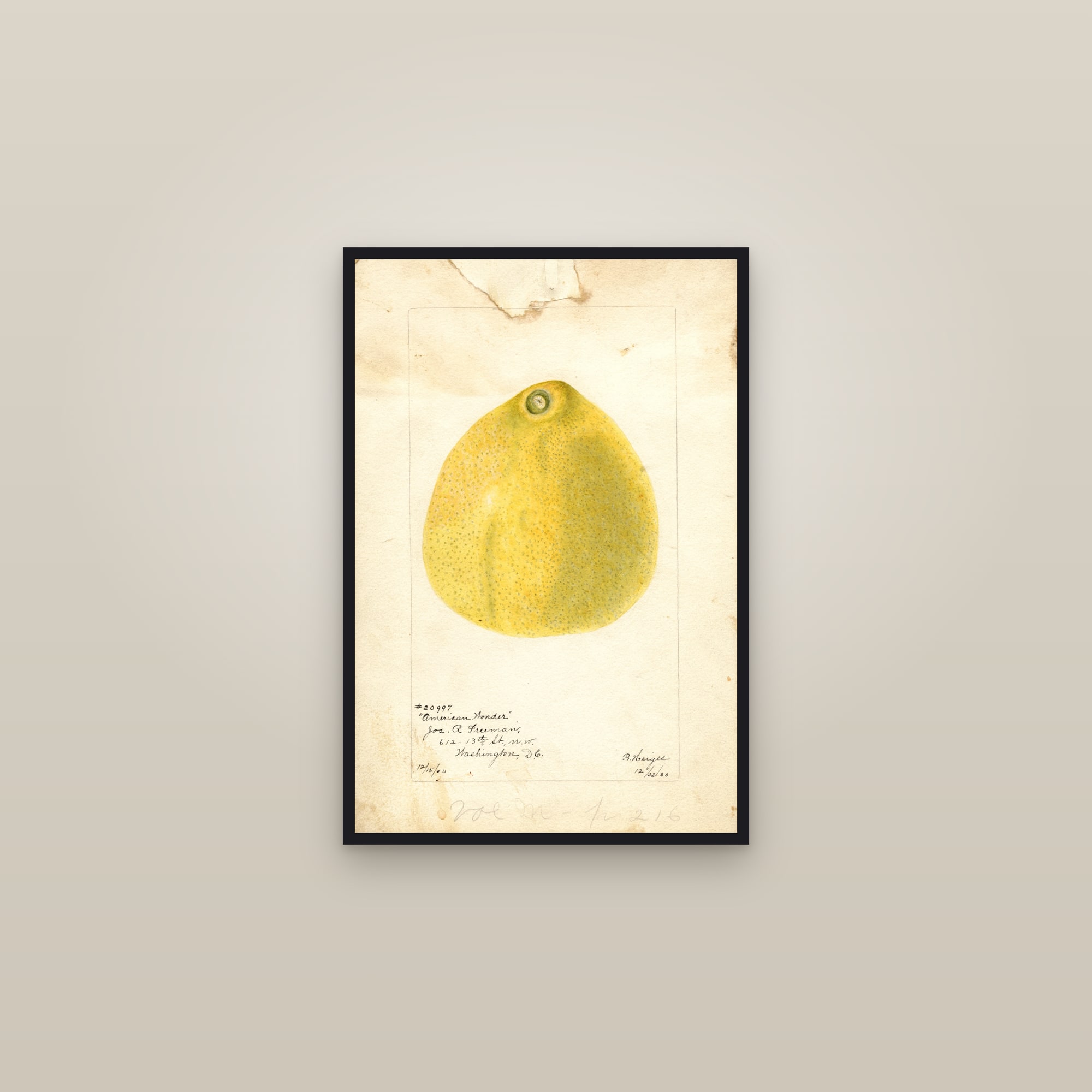 American Wonder Lemon — framed in a gallery setting