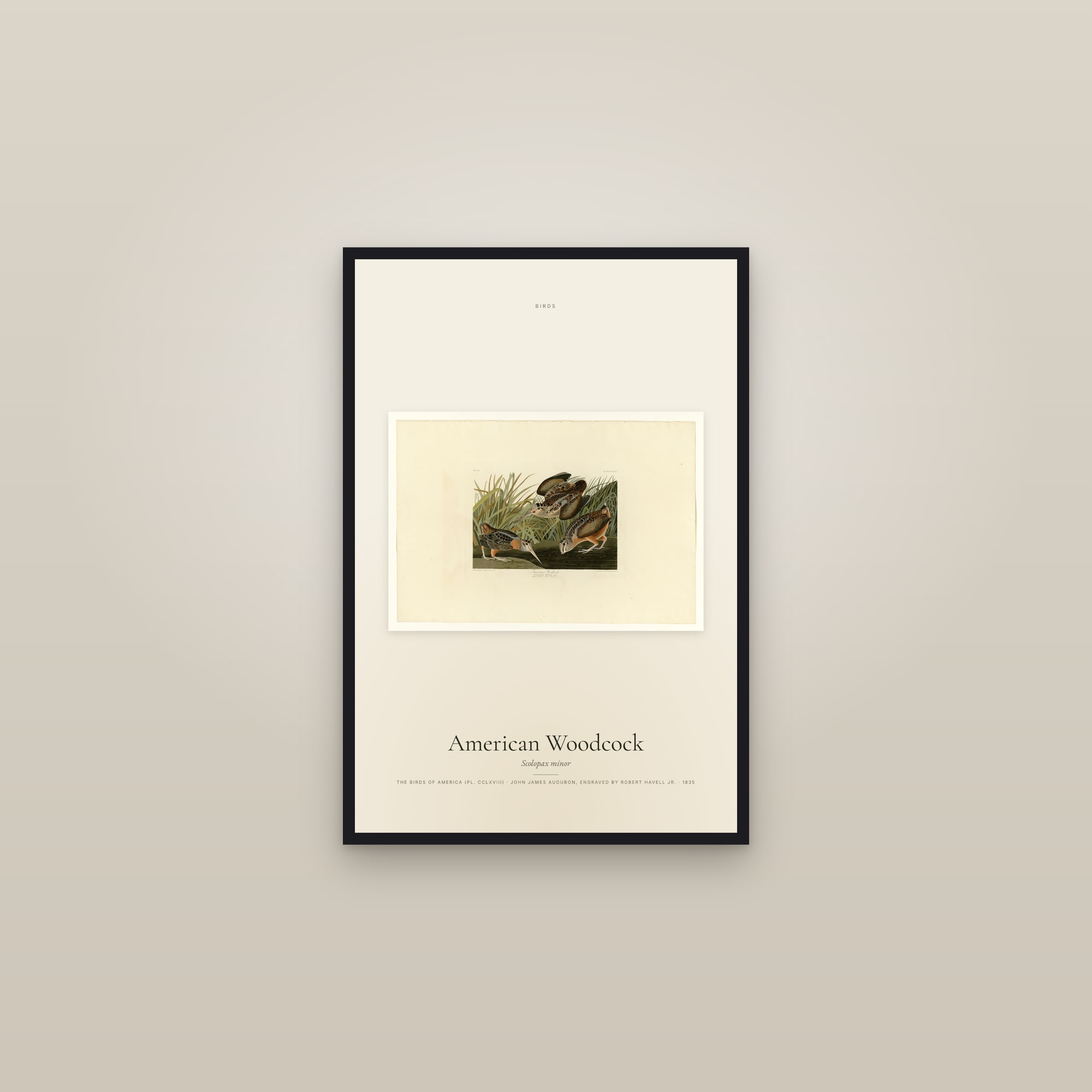 American Woodcock — framed in a gallery setting