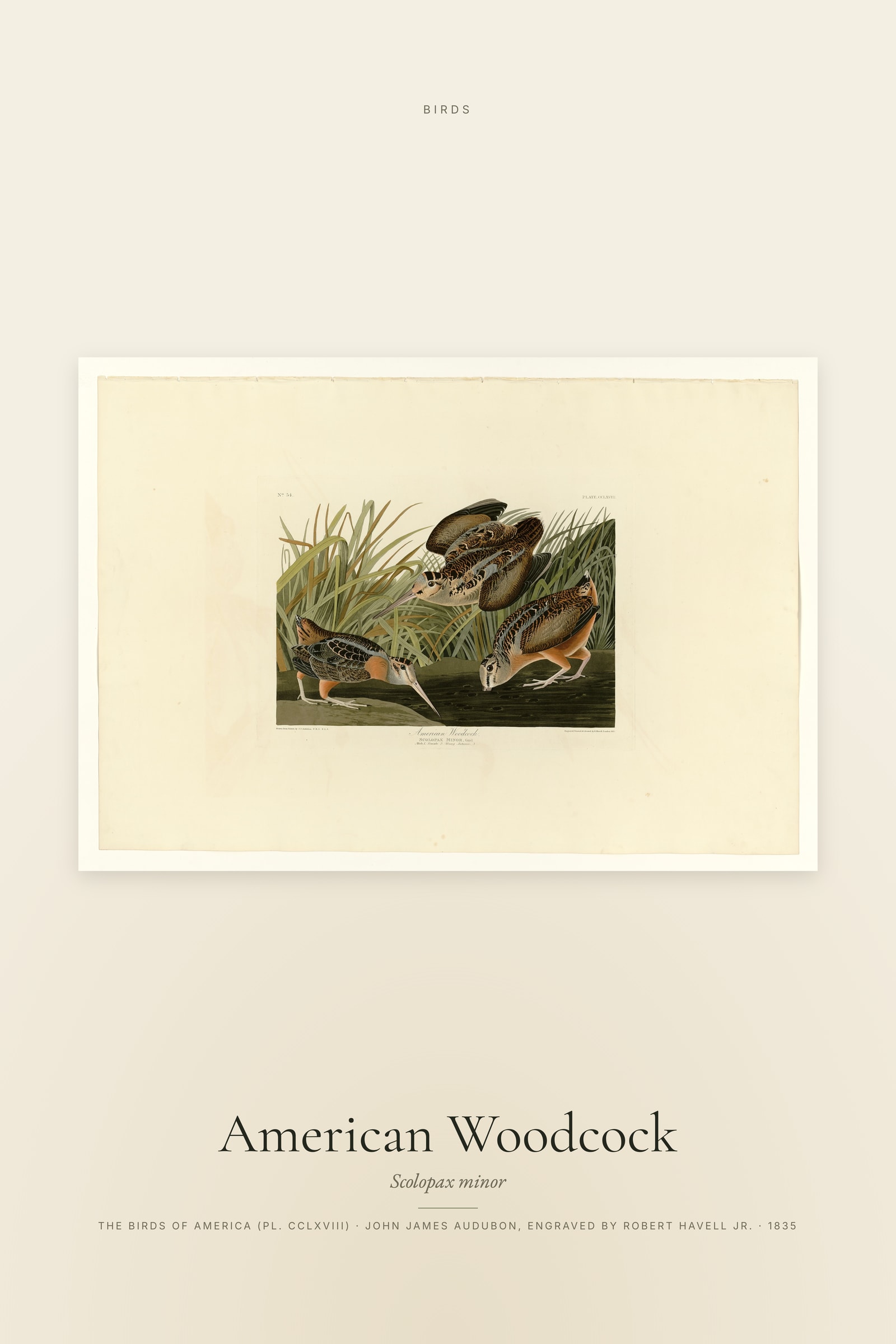 American Woodcock