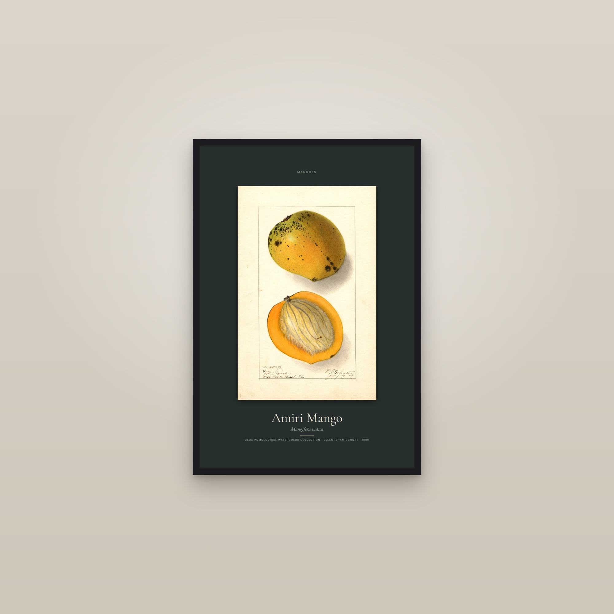 Amiri Mango — Specimen — framed in a gallery setting