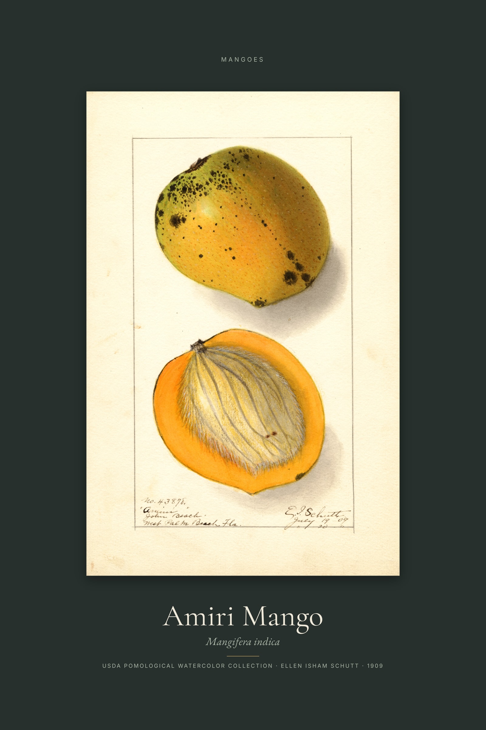 Amiri Mango — Specimen