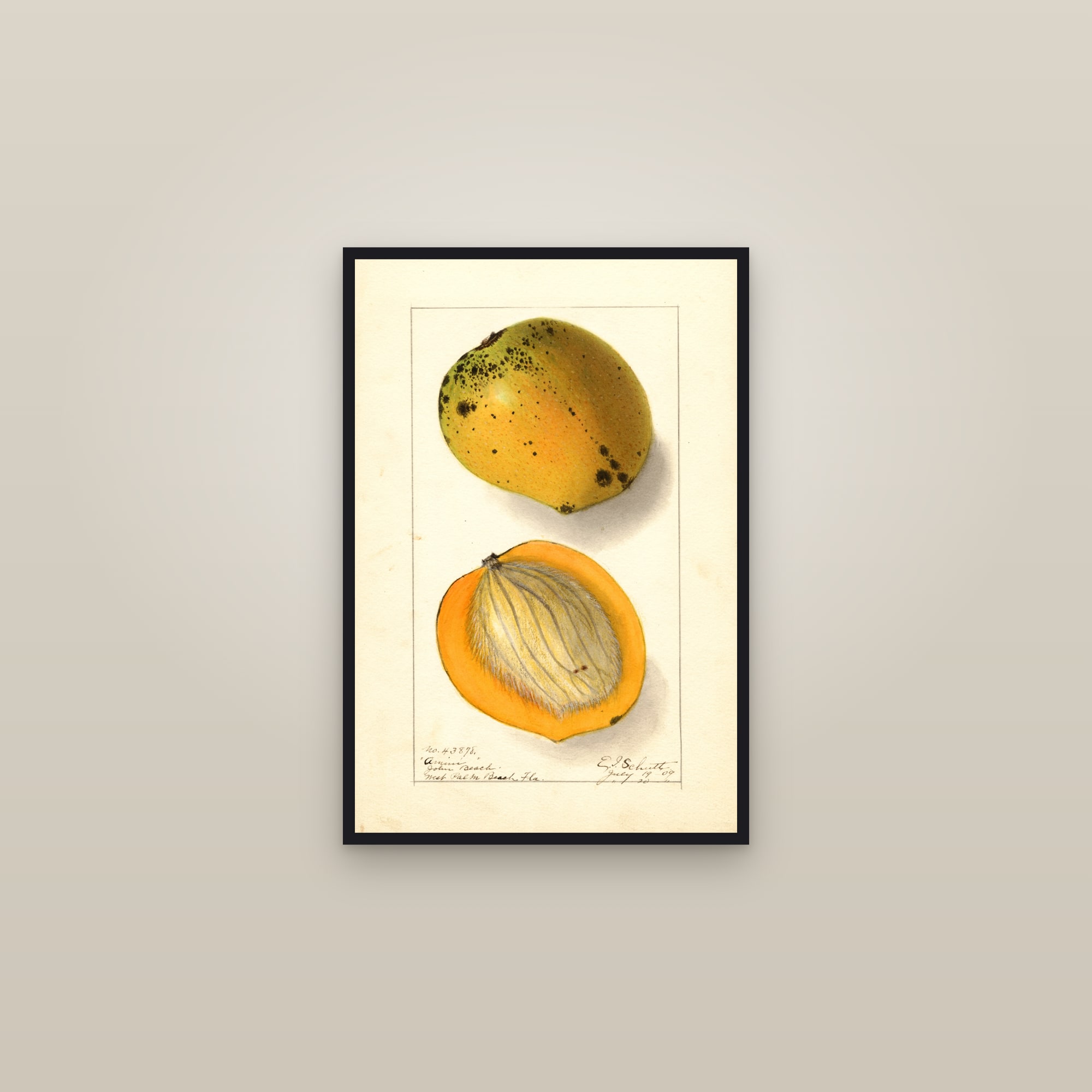 Amiri Mango — framed in a gallery setting
