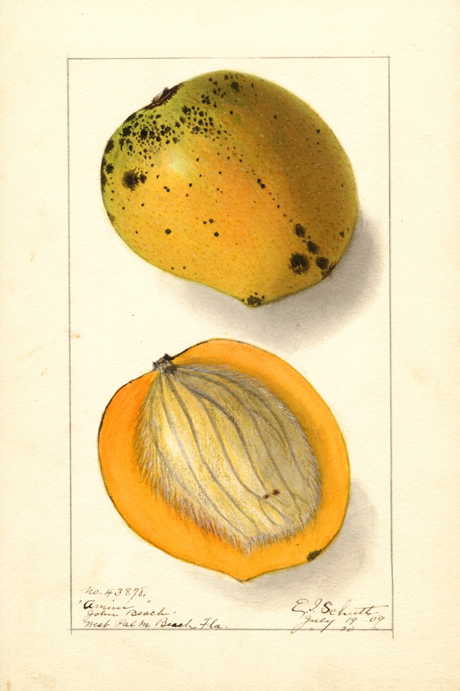 Amiri Mango