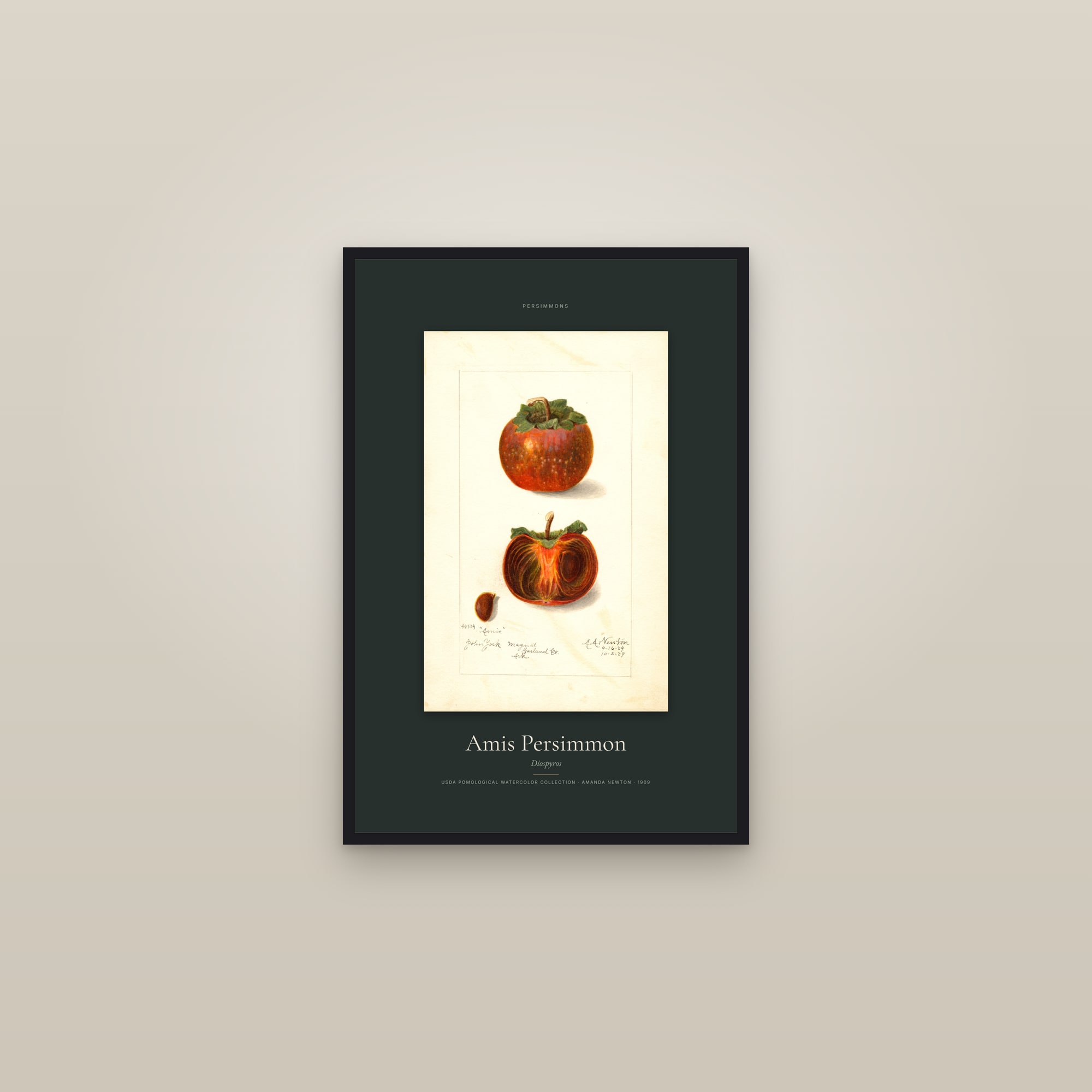 Amis Persimmon — Specimen — framed in a gallery setting