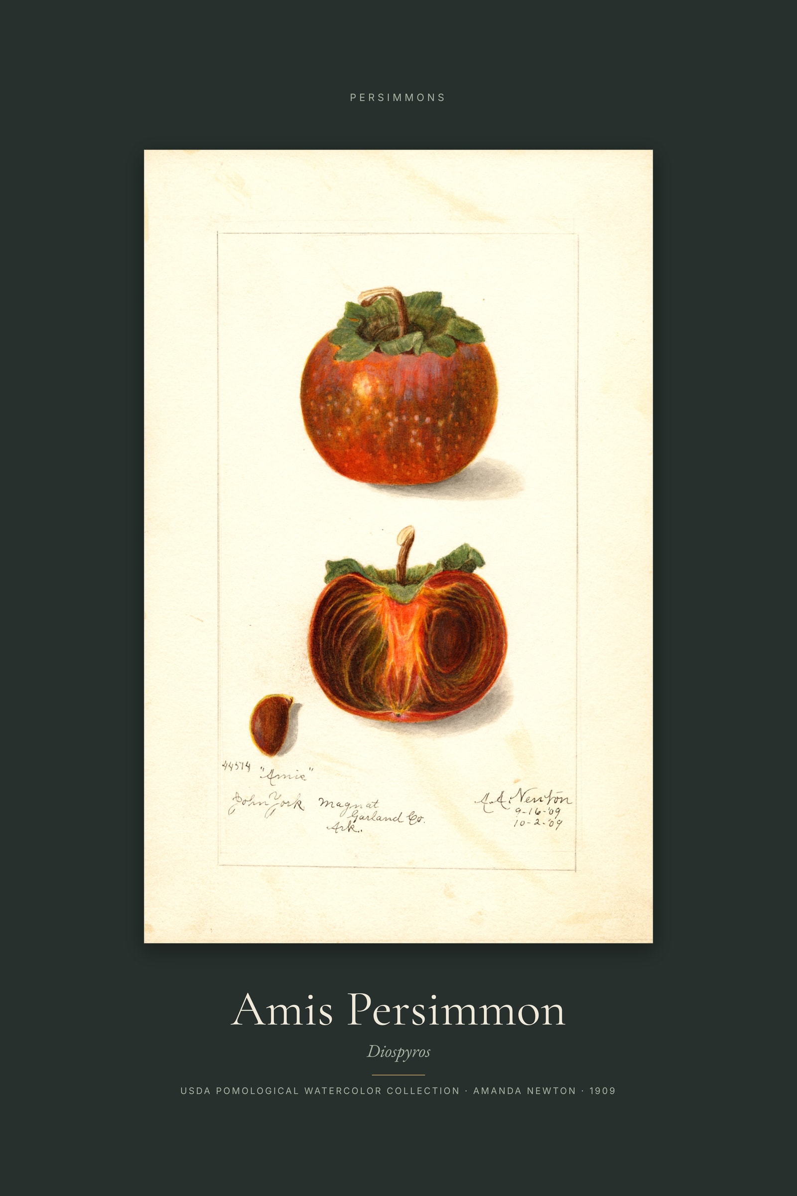Amis Persimmon — Specimen