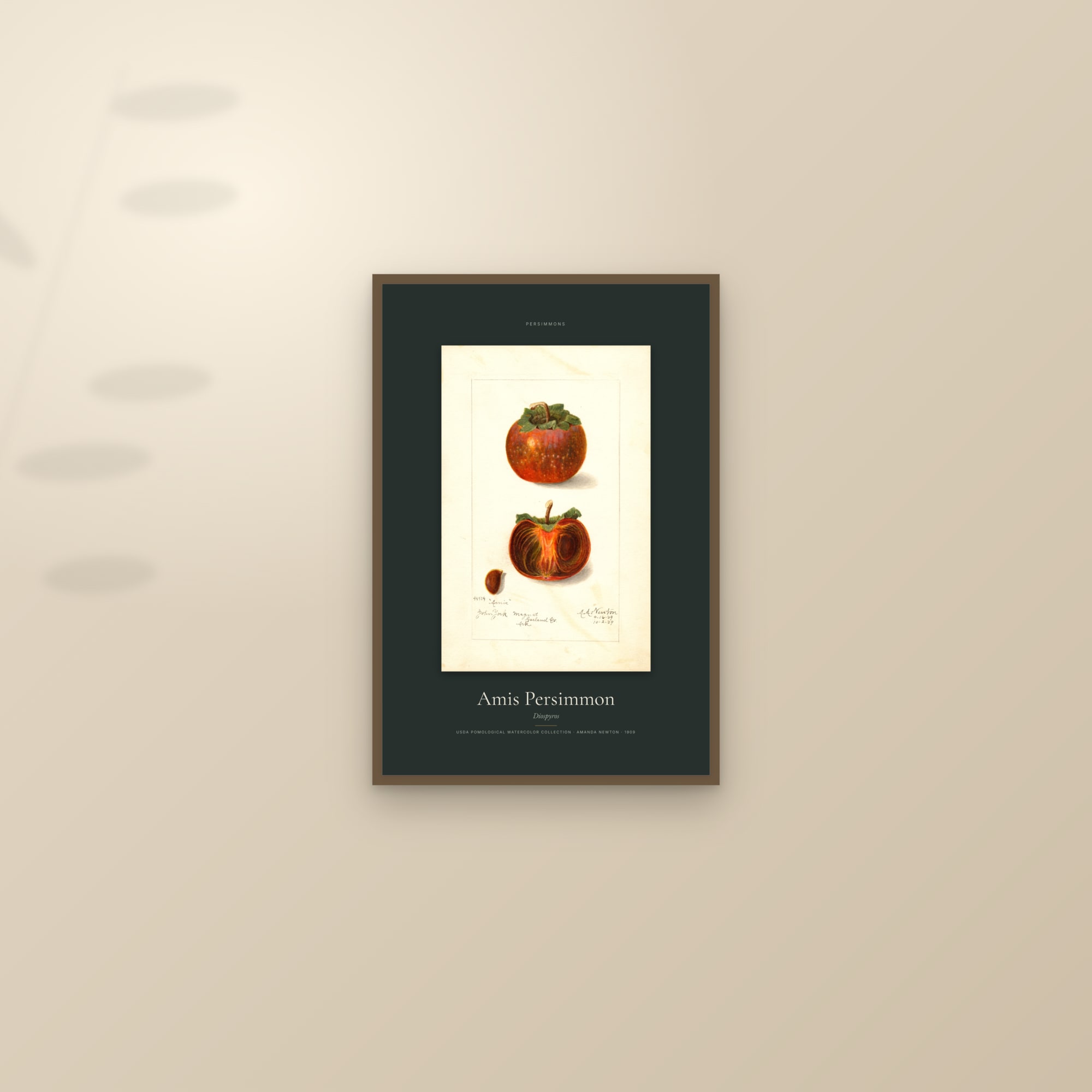Amis Persimmon — Specimen — framed and styled on a sunlit wall