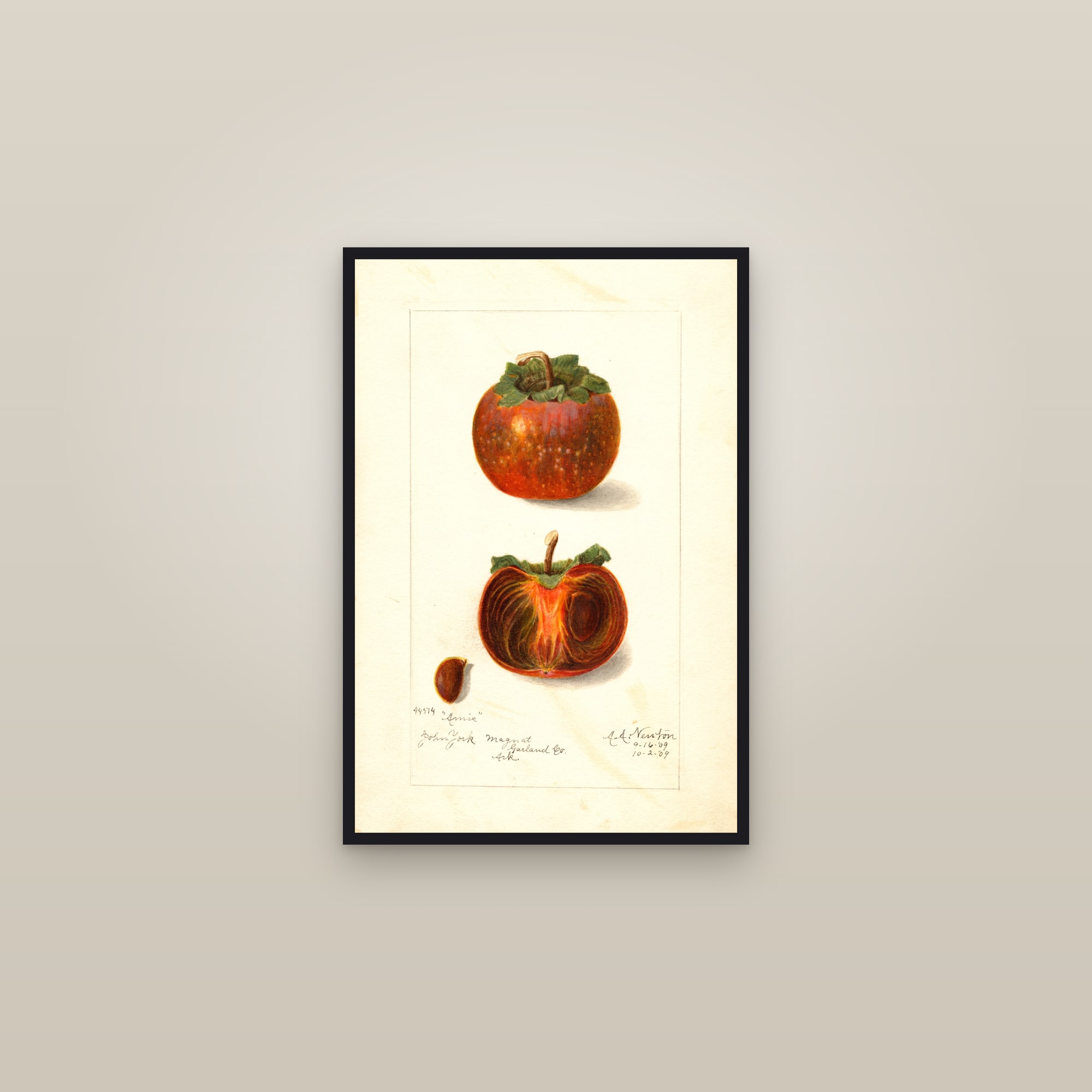 Amis Persimmon — framed in a gallery setting