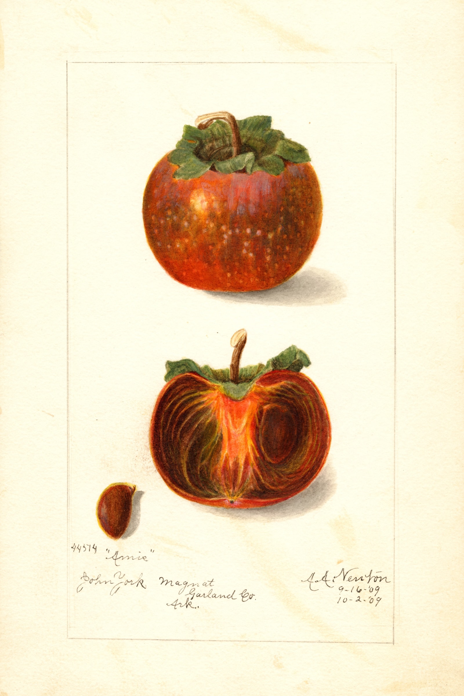 Amis Persimmon