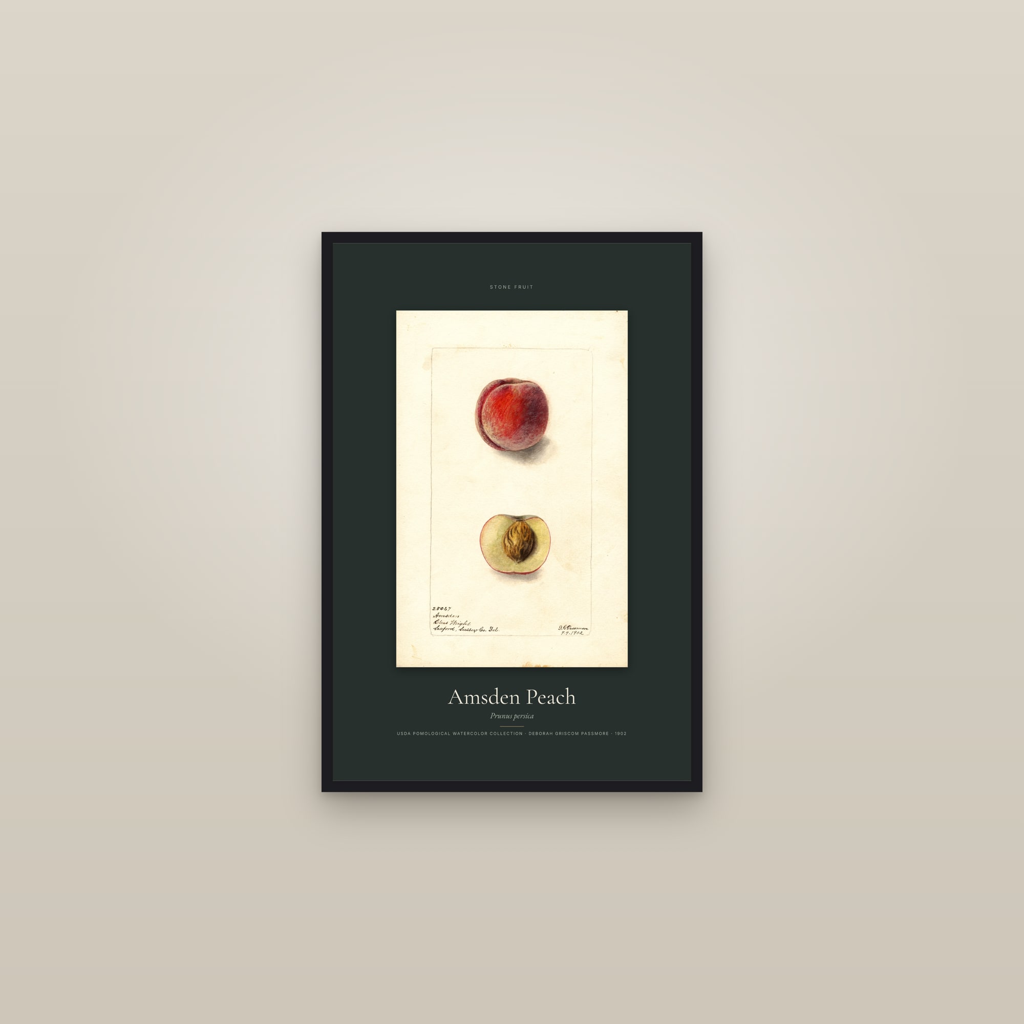 Amsden Peach — Specimen — framed in a gallery setting