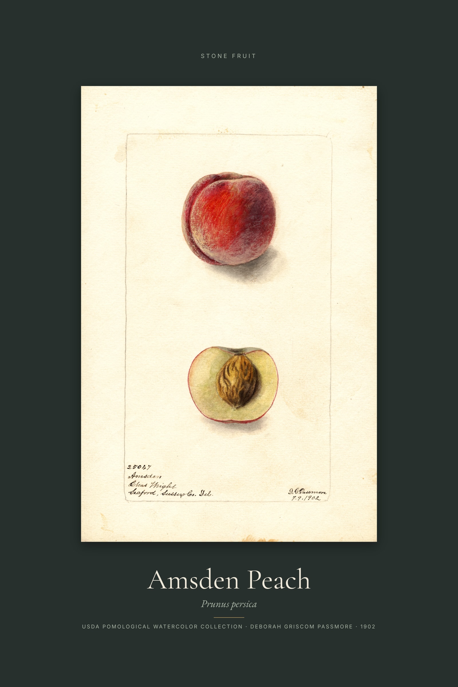 Amsden Peach — Specimen