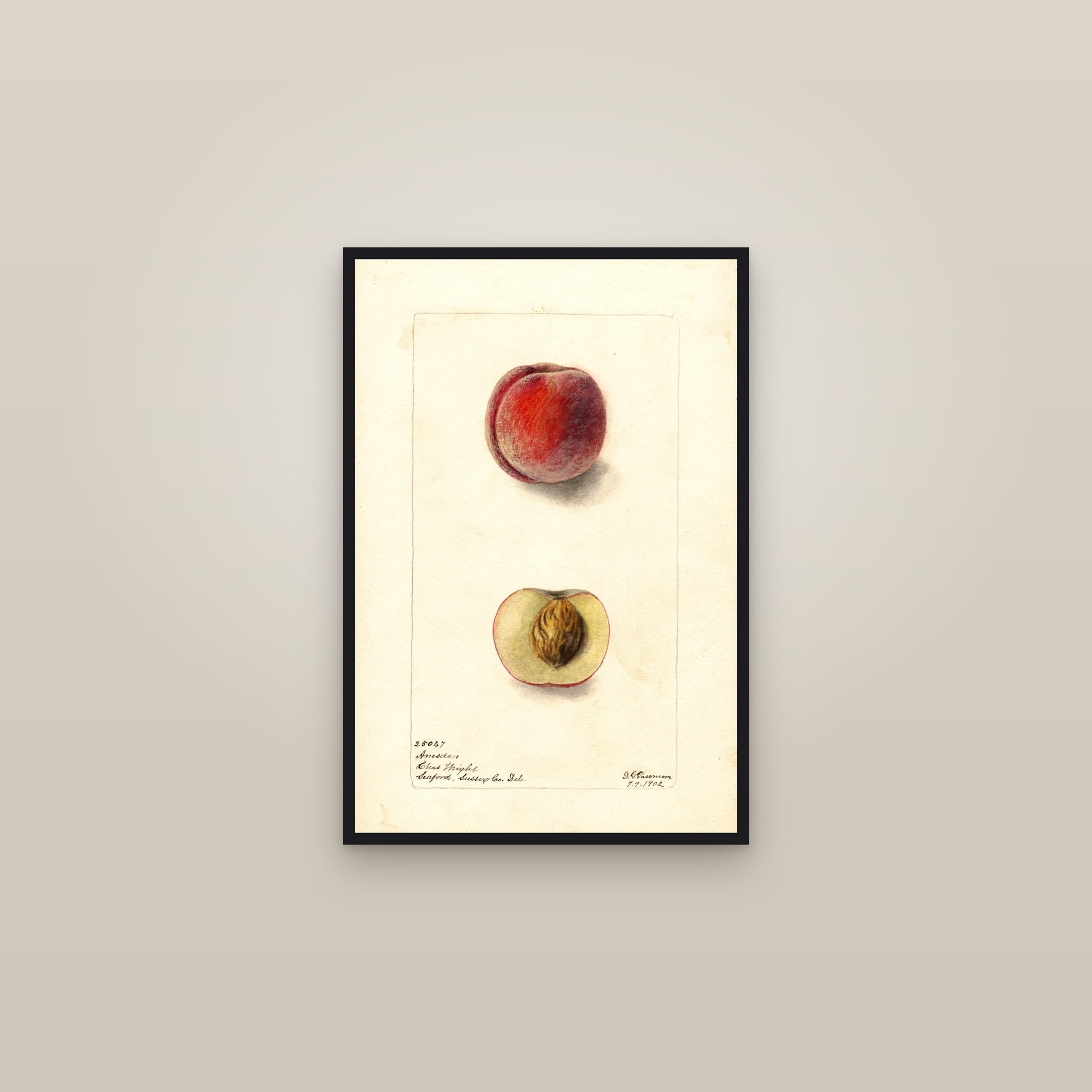Amsden Peach — framed in a gallery setting