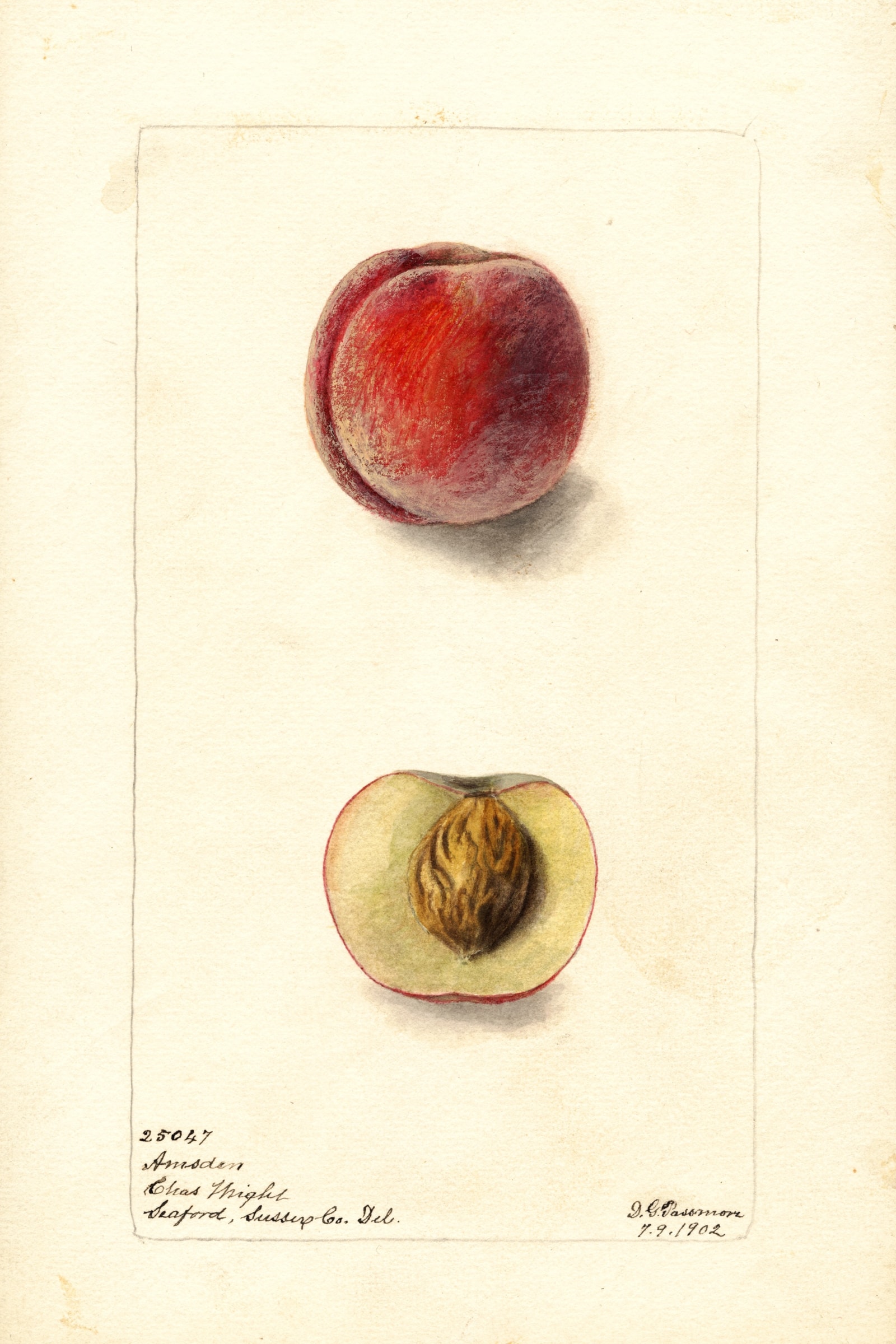 Amsden Peach