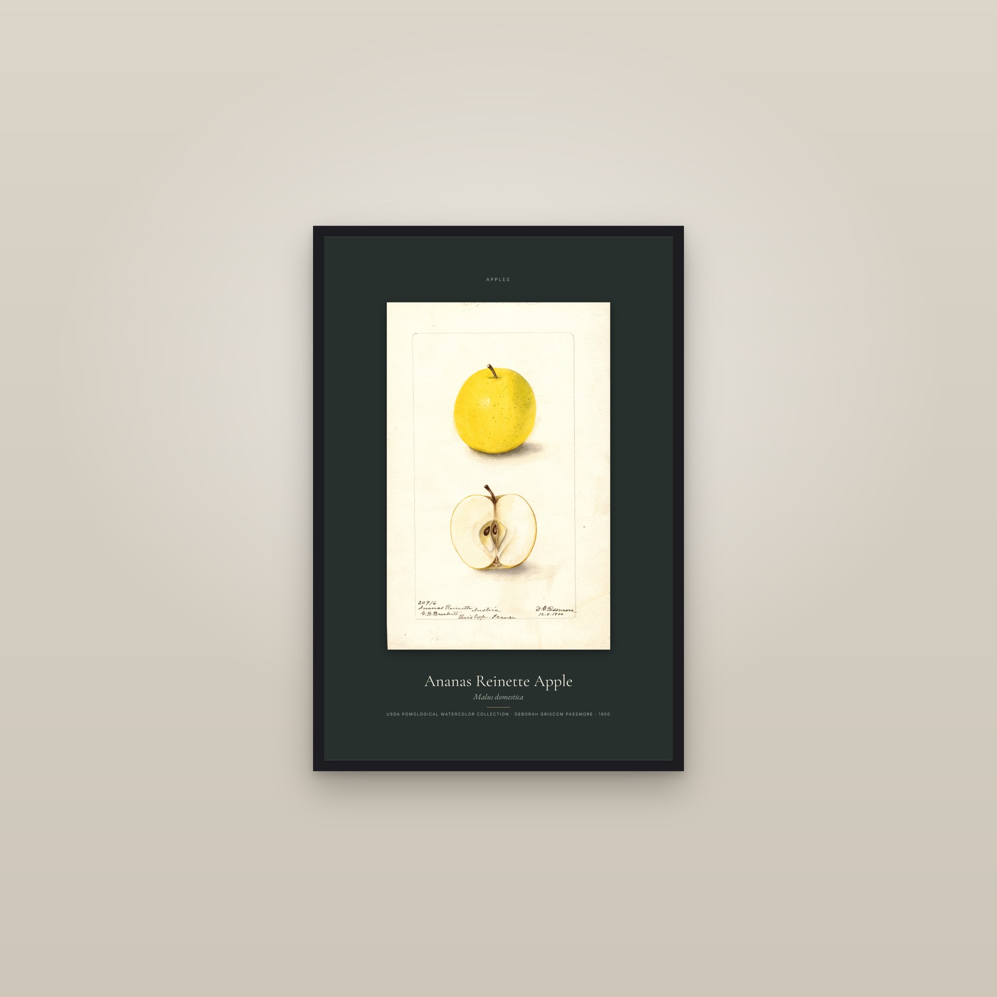 Ananas Reinette Apple — Specimen — framed in a gallery setting