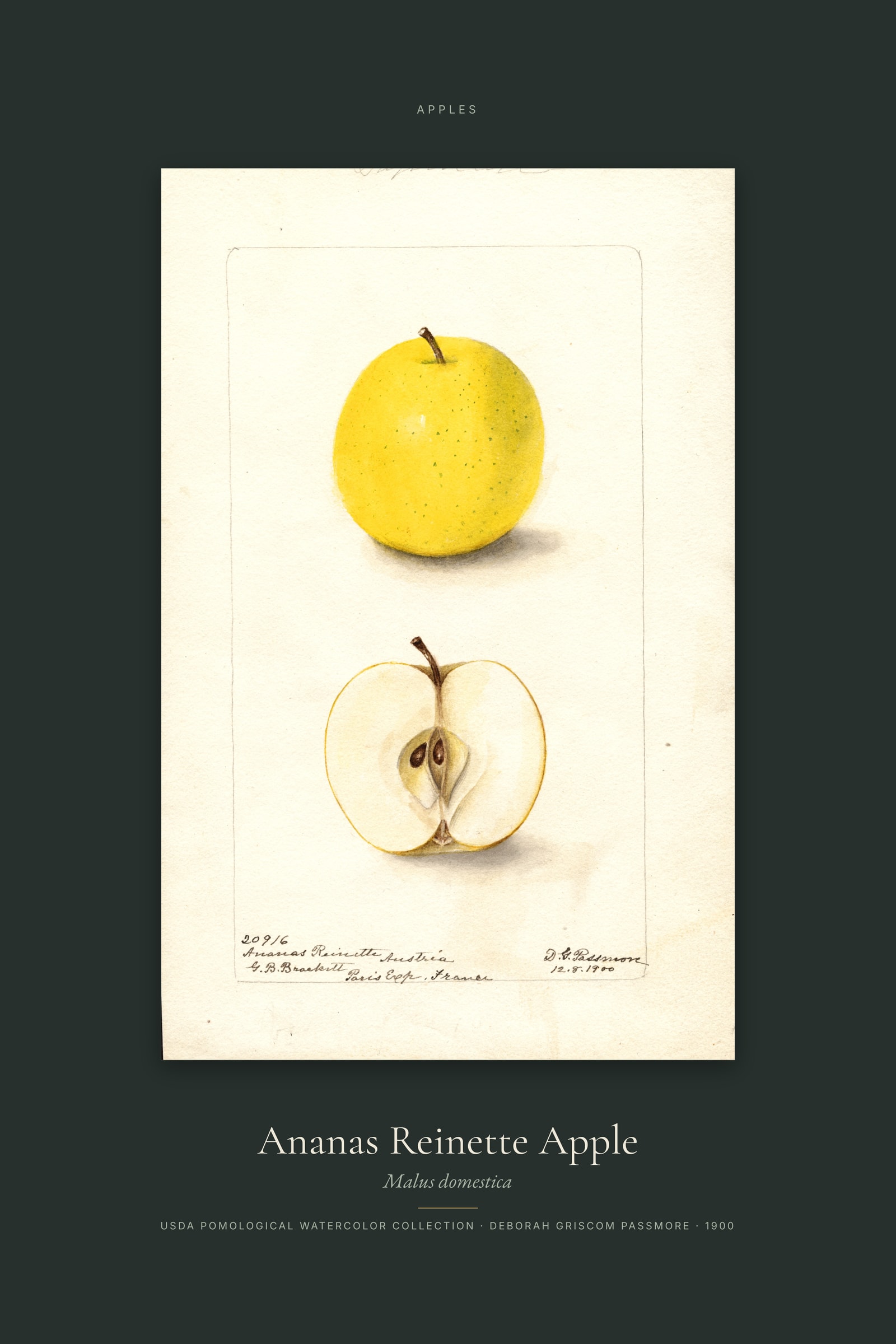 Ananas Reinette Apple — Specimen