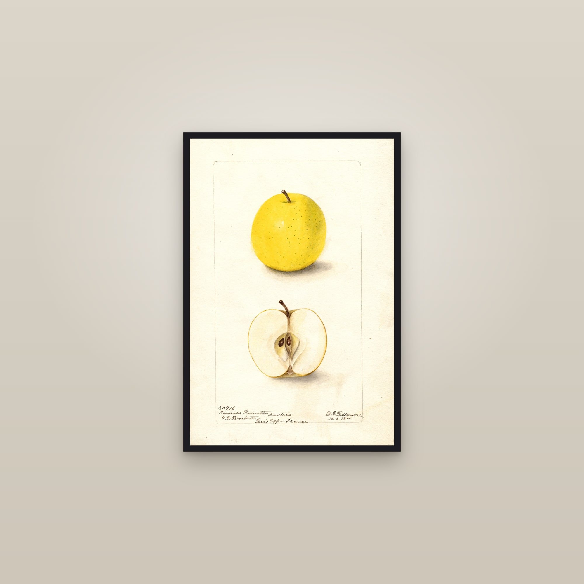 Ananas Reinette Apple — framed in a gallery setting