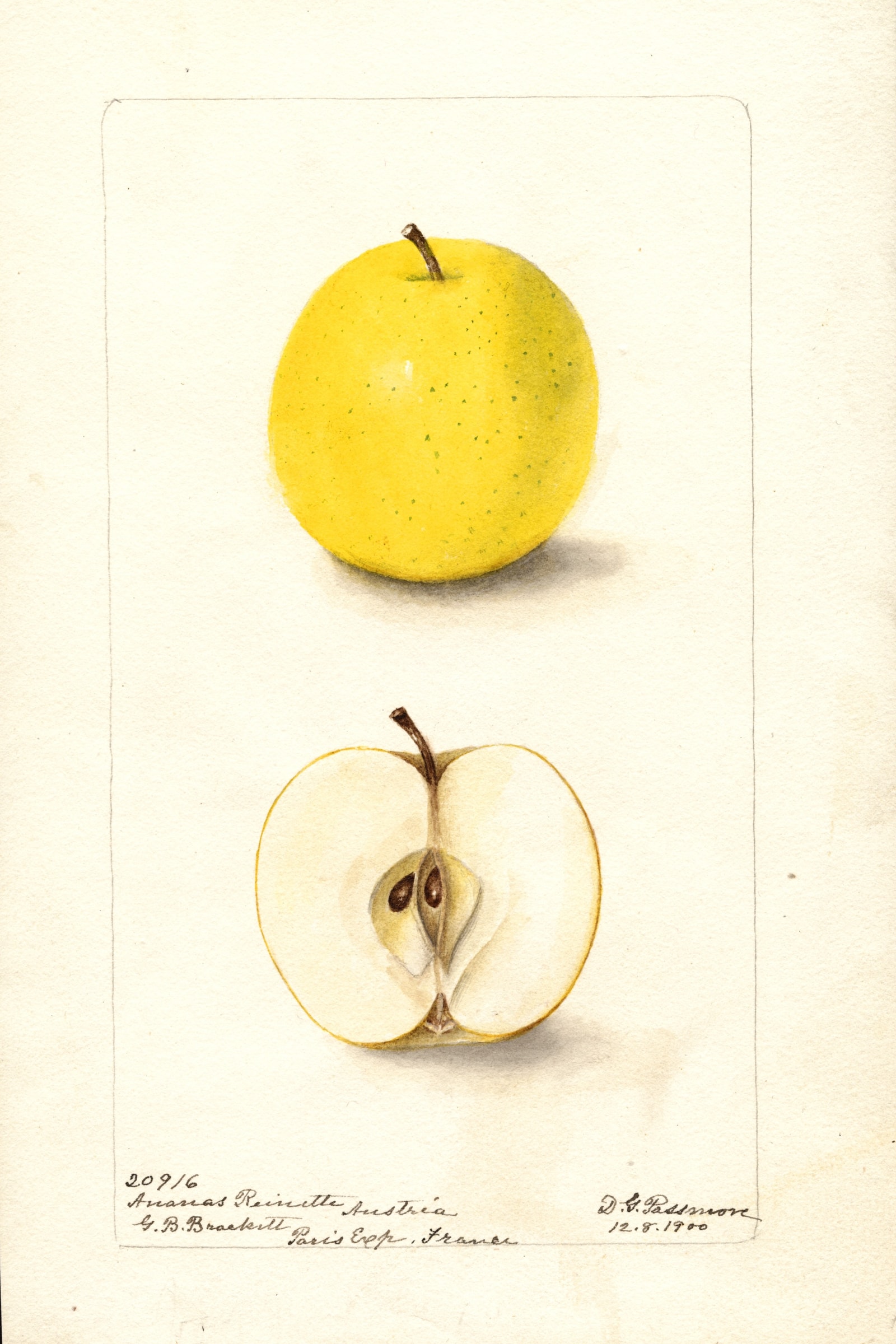 Ananas Reinette Apple