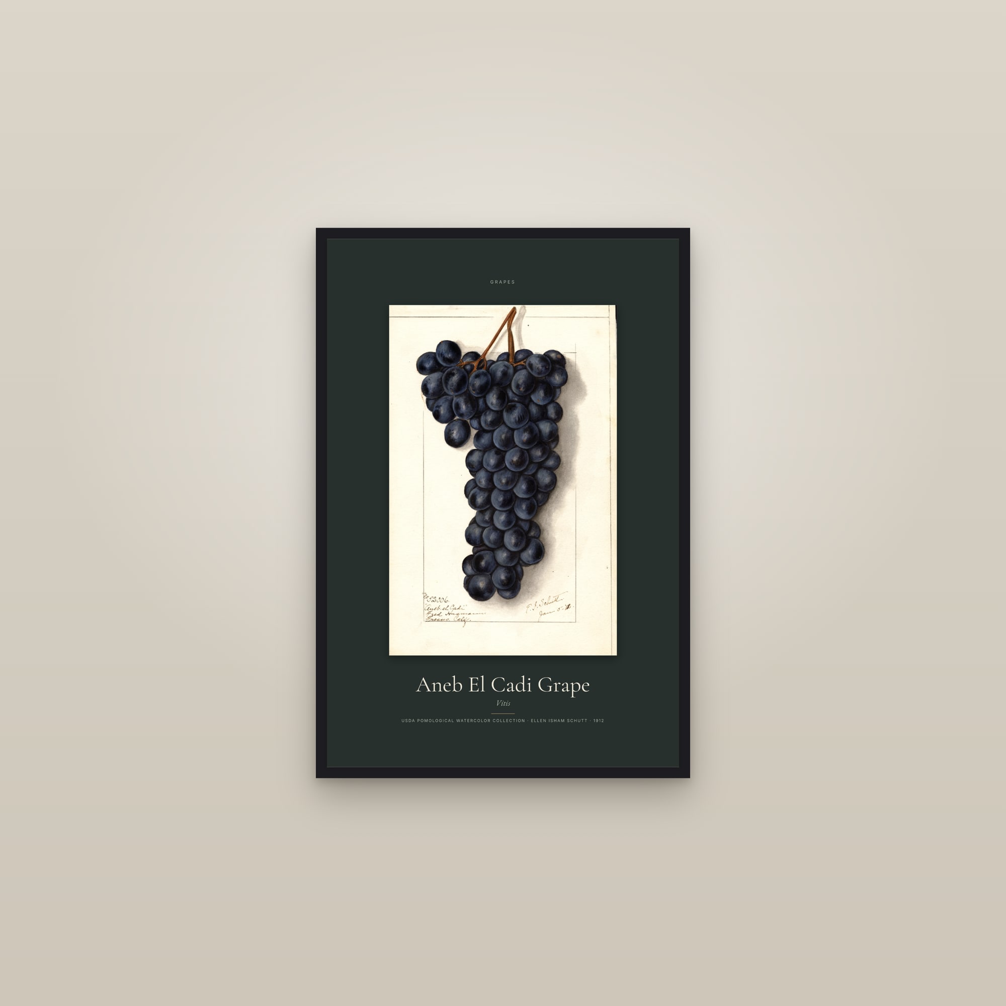 Aneb El Cadi Grape — Specimen — framed in a gallery setting