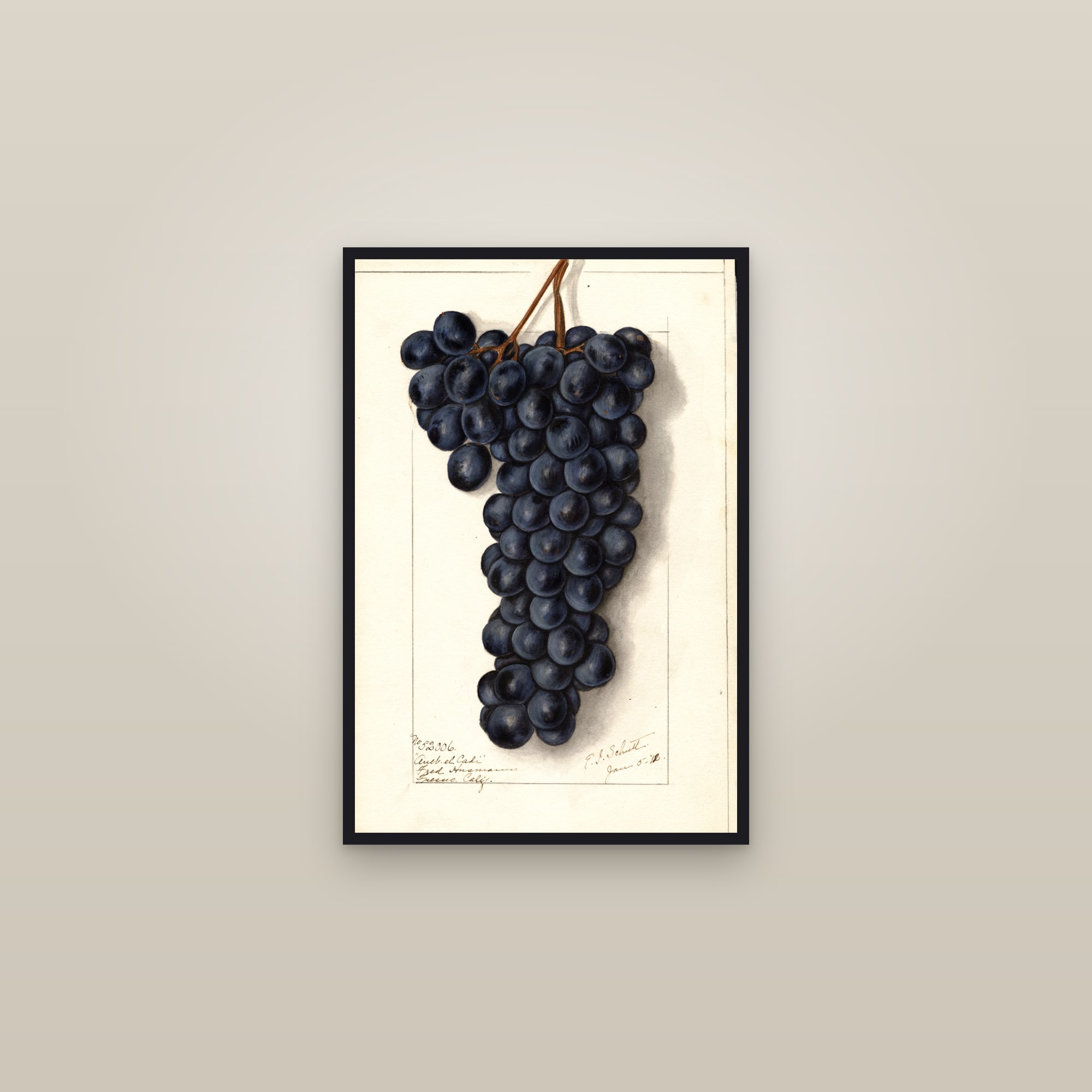 Aneb El Cadi Grape — framed in a gallery setting