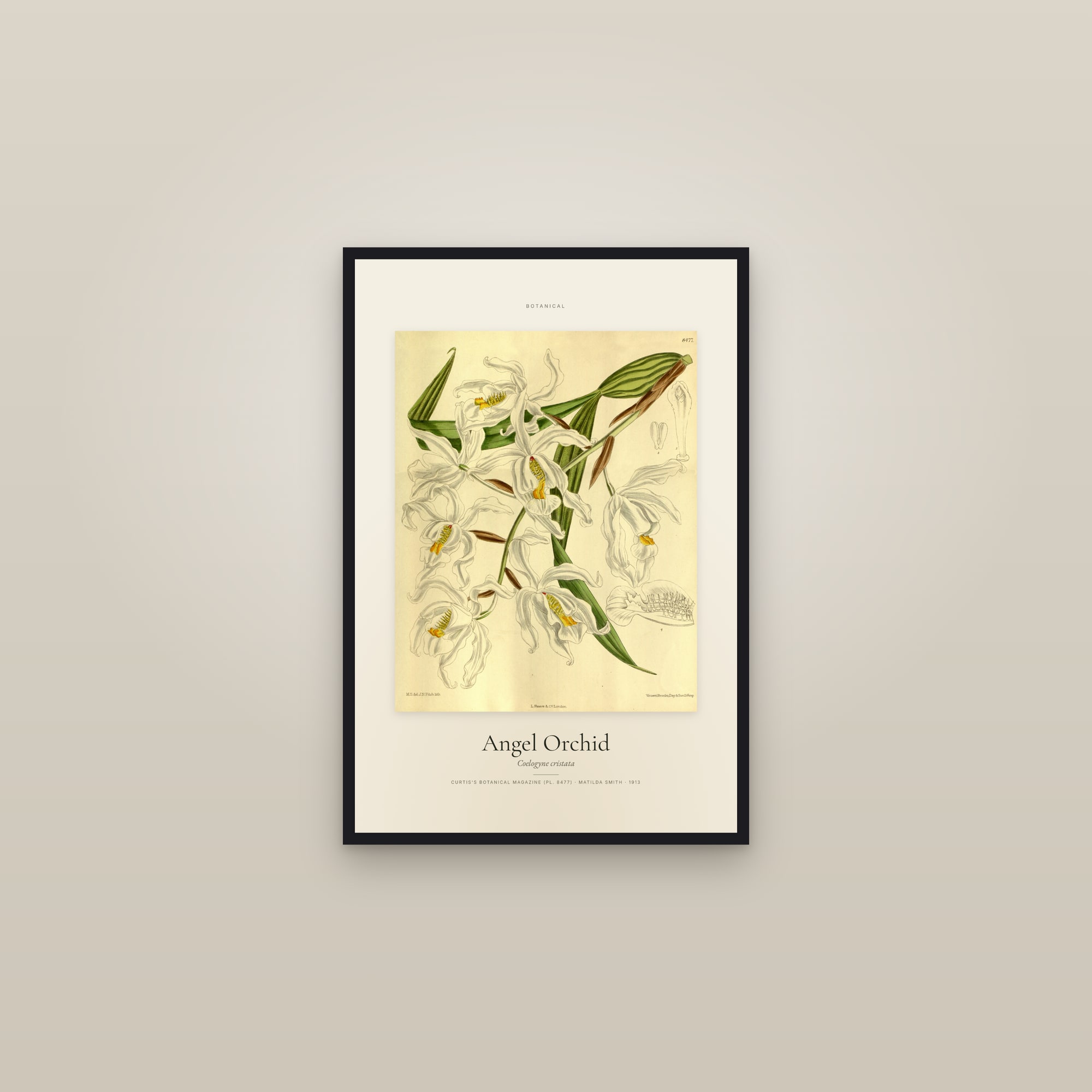 Angel Orchid — Specimen — framed in a gallery setting