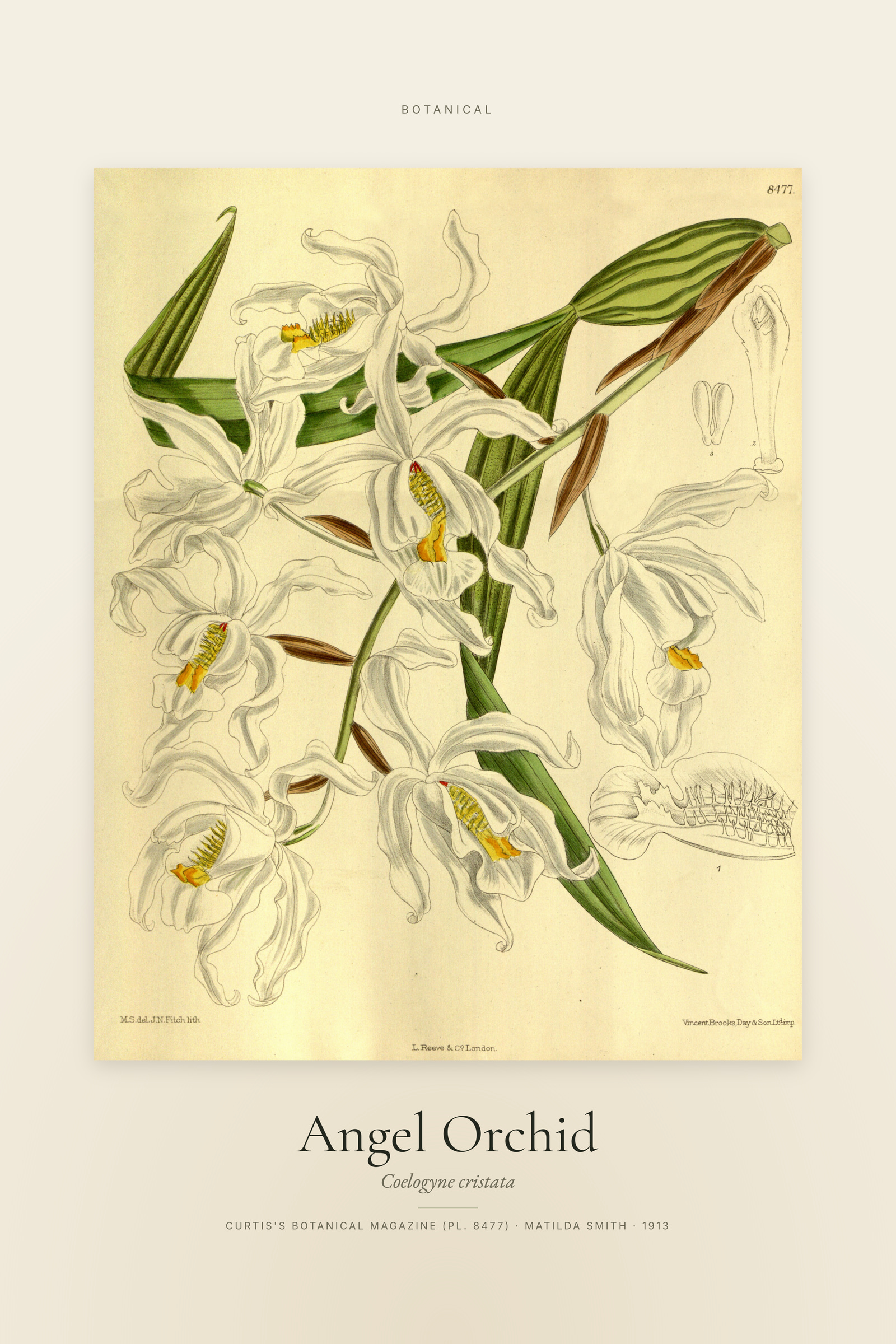 Angel Orchid — Specimen