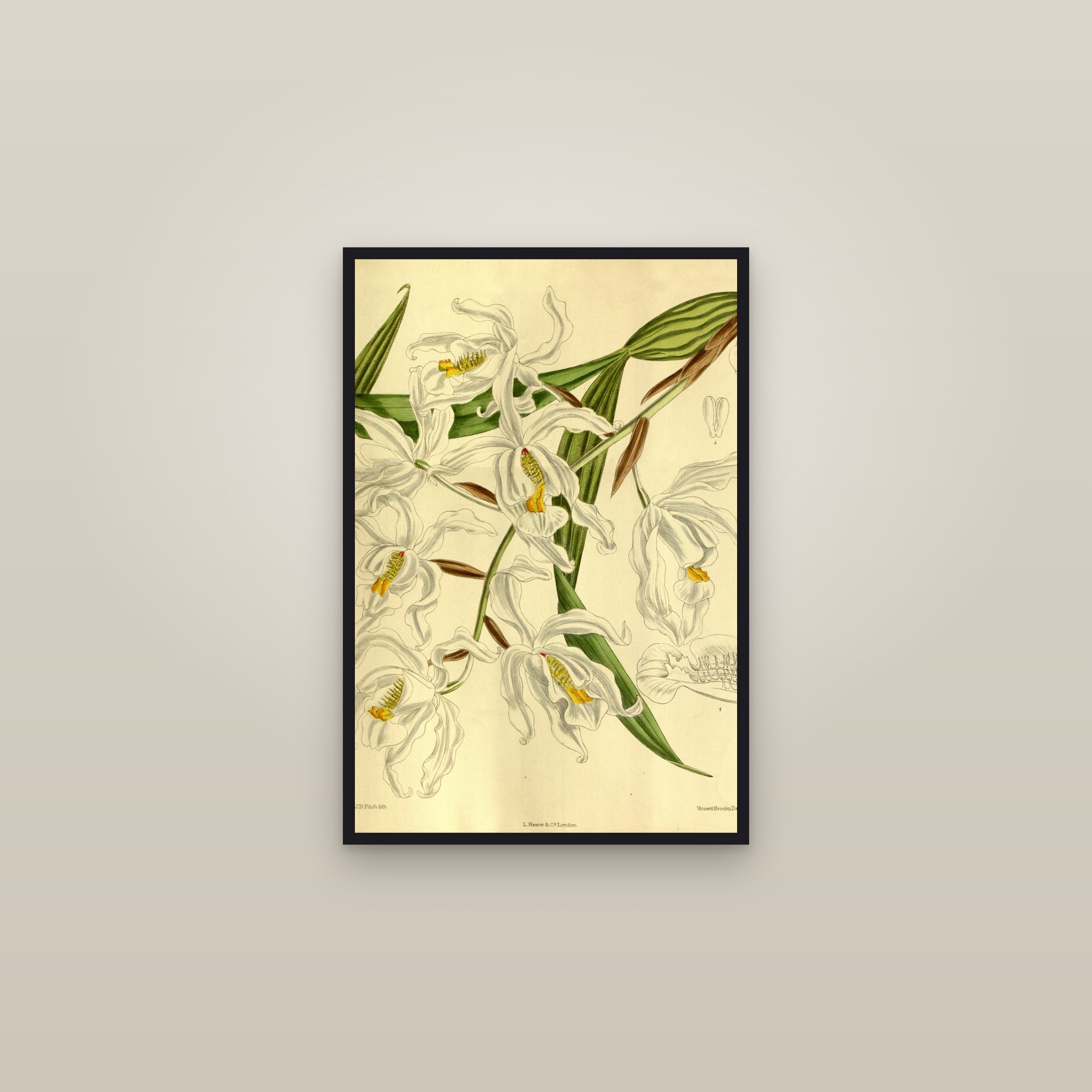 Angel Orchid — framed in a gallery setting