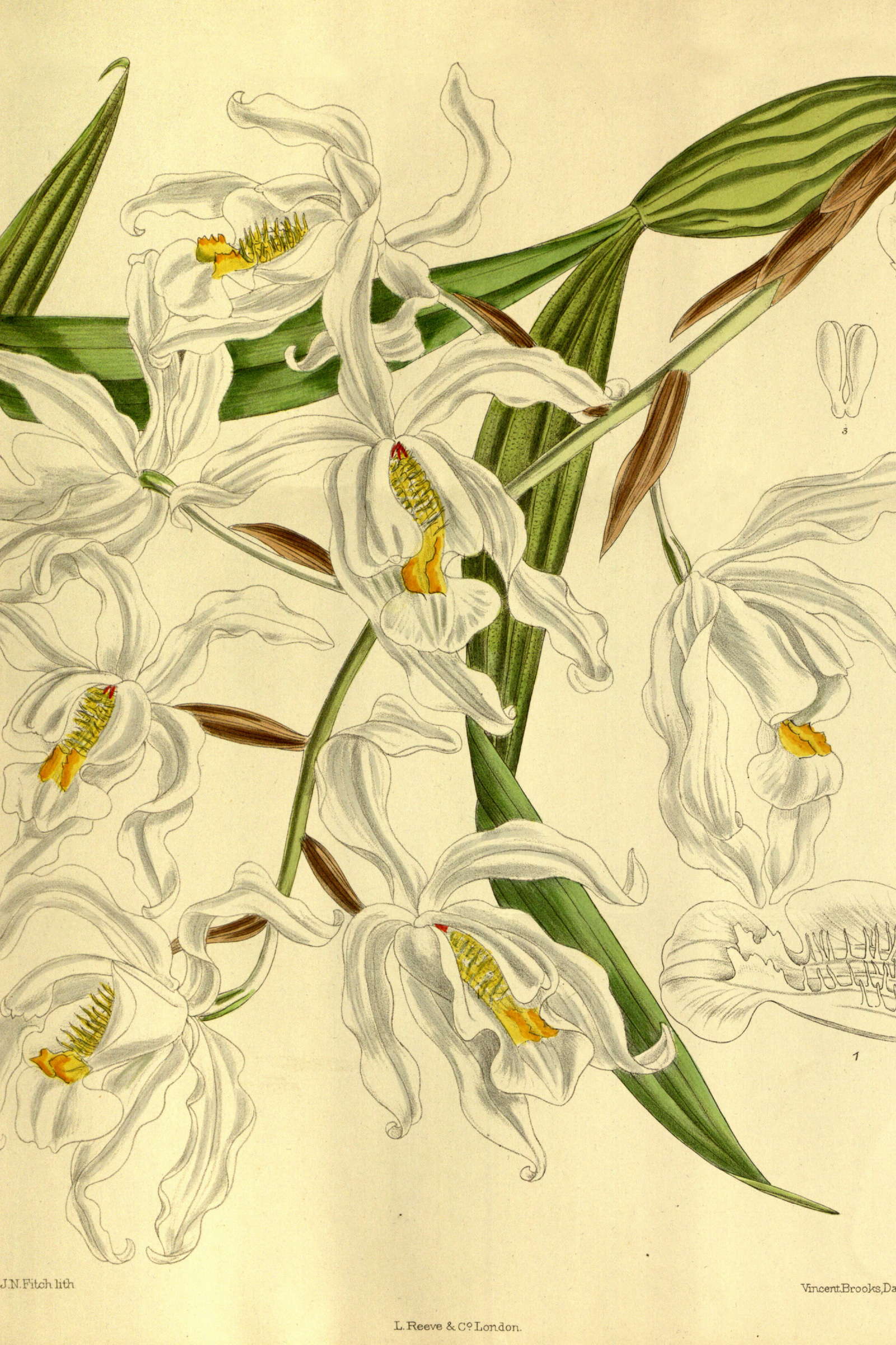 Angel Orchid
