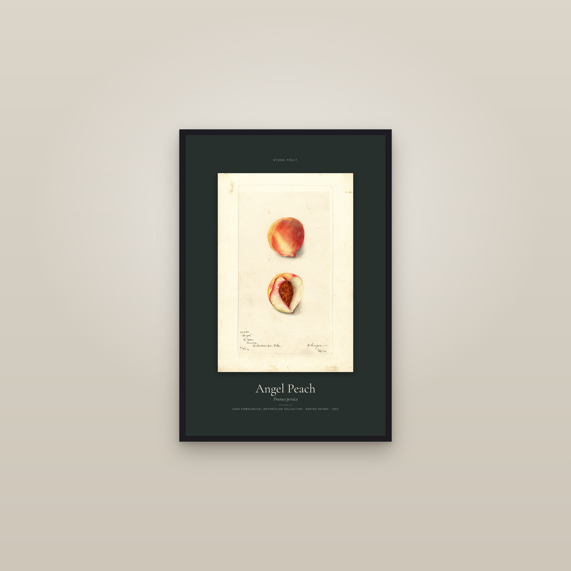 Angel Peach — Specimen — framed in a gallery setting