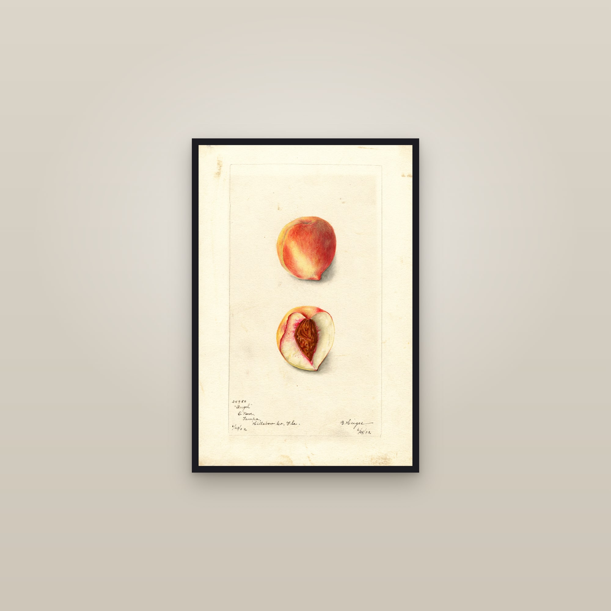 Angel Peach — framed in a gallery setting