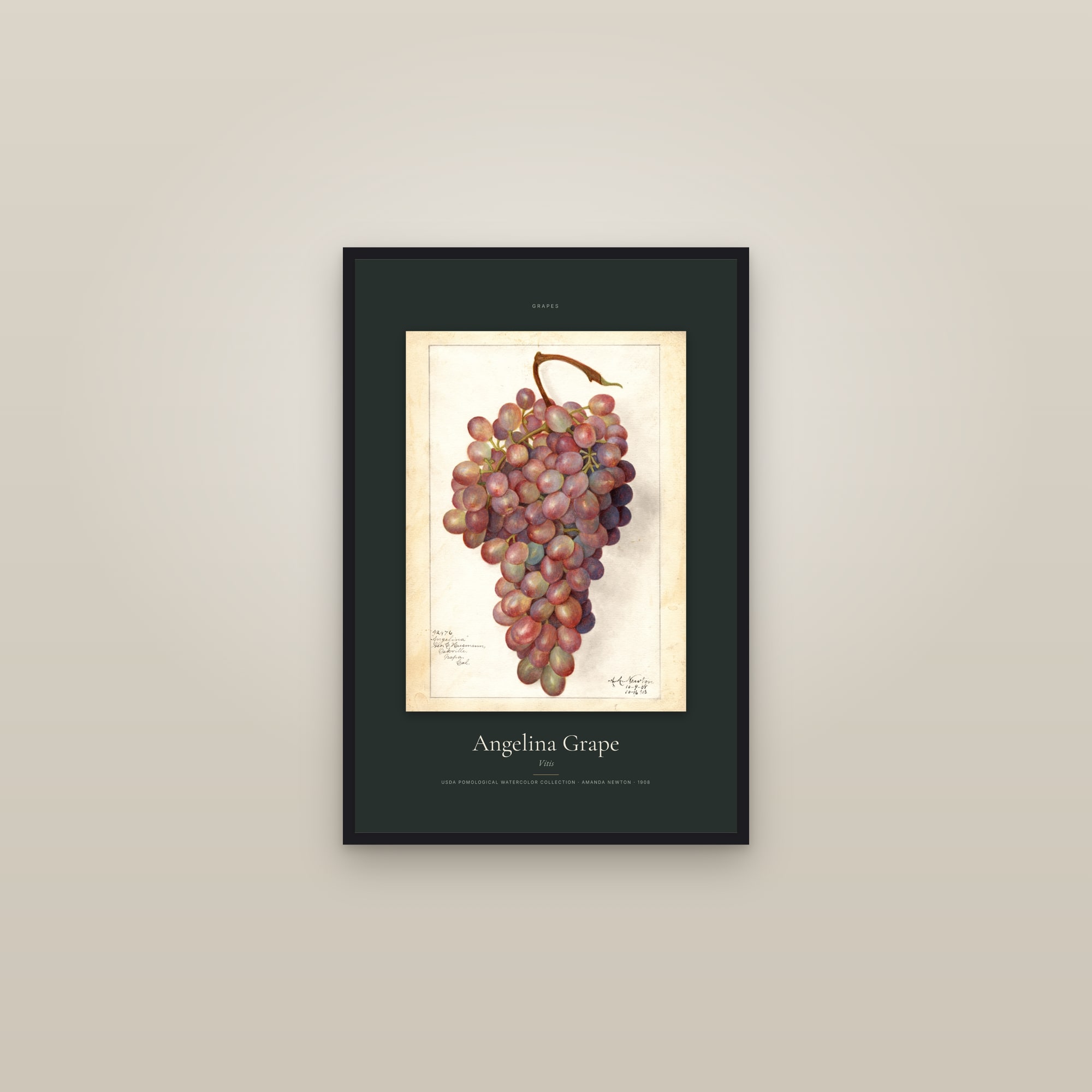 Angelina Grape — Specimen — framed in a gallery setting