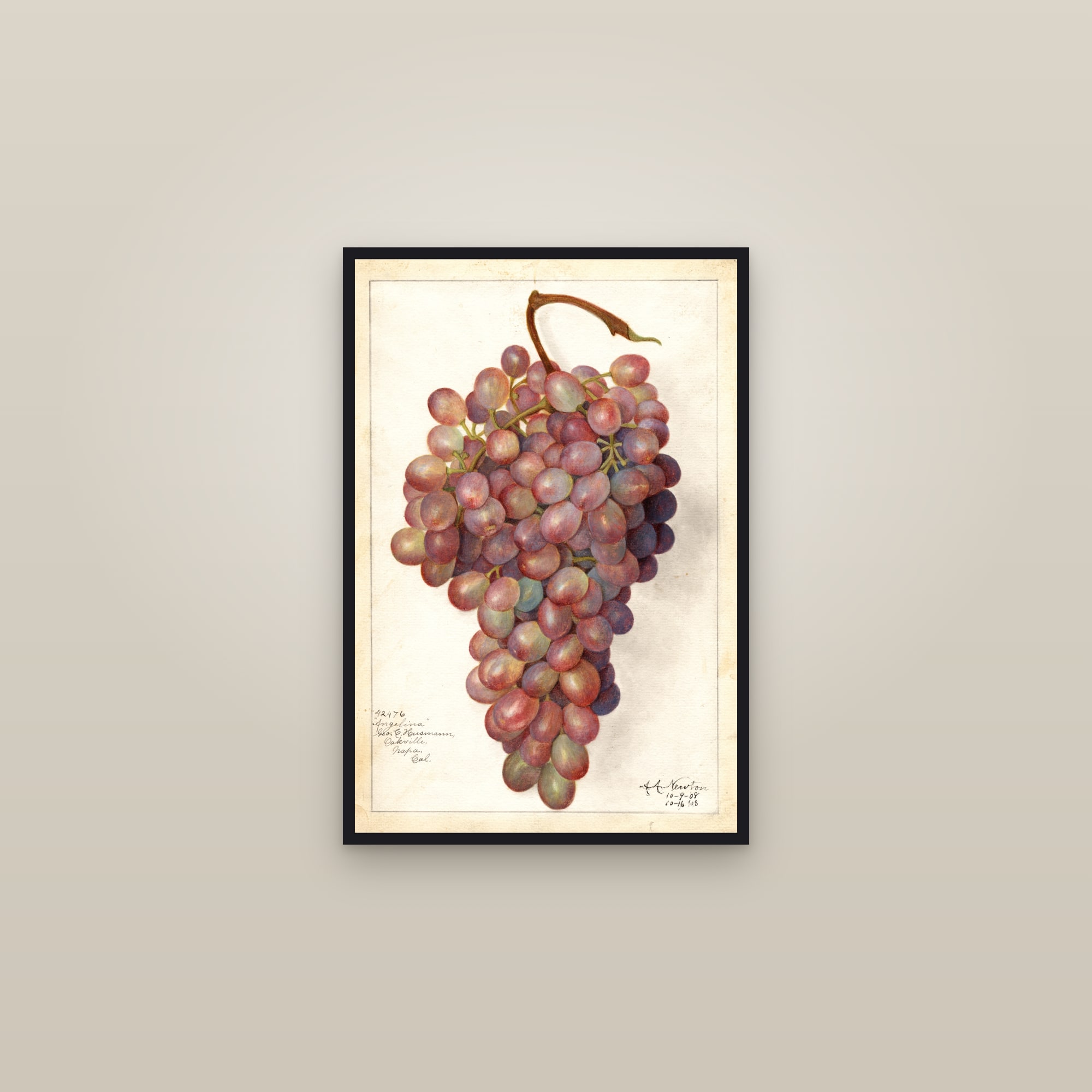 Angelina Grape — framed in a gallery setting