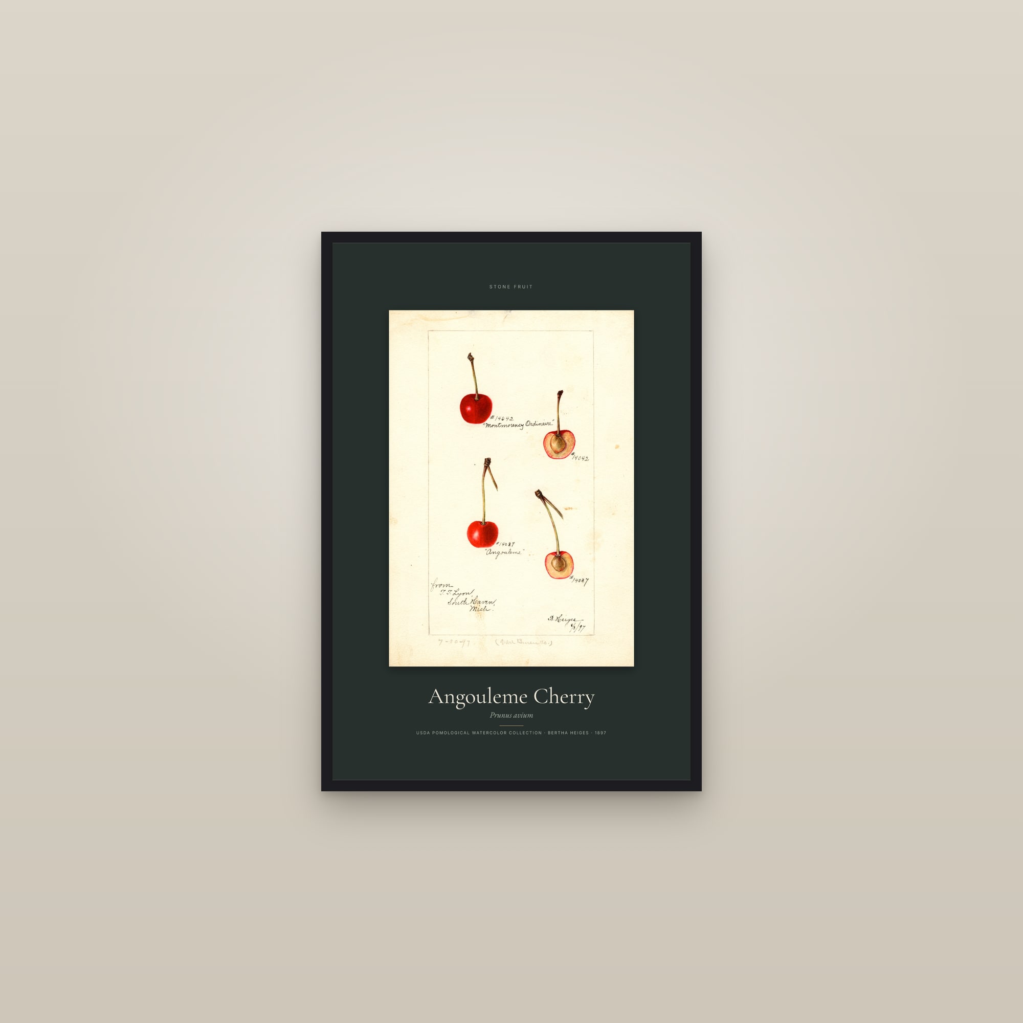 Angouleme Cherry — Specimen — framed in a gallery setting