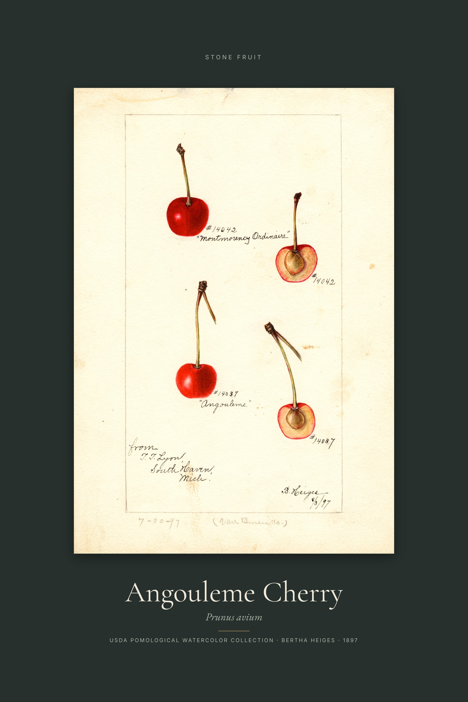 Angouleme Cherry — Specimen