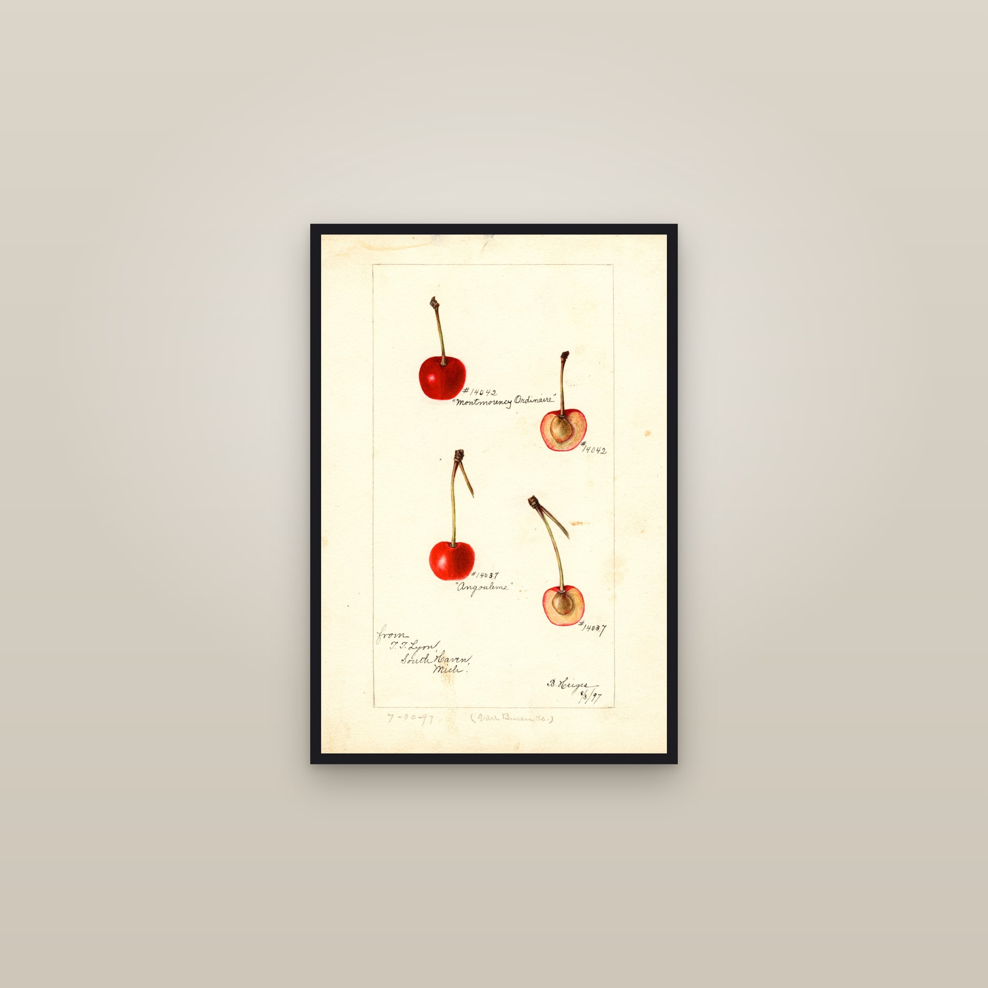 Angouleme Cherry — framed in a gallery setting