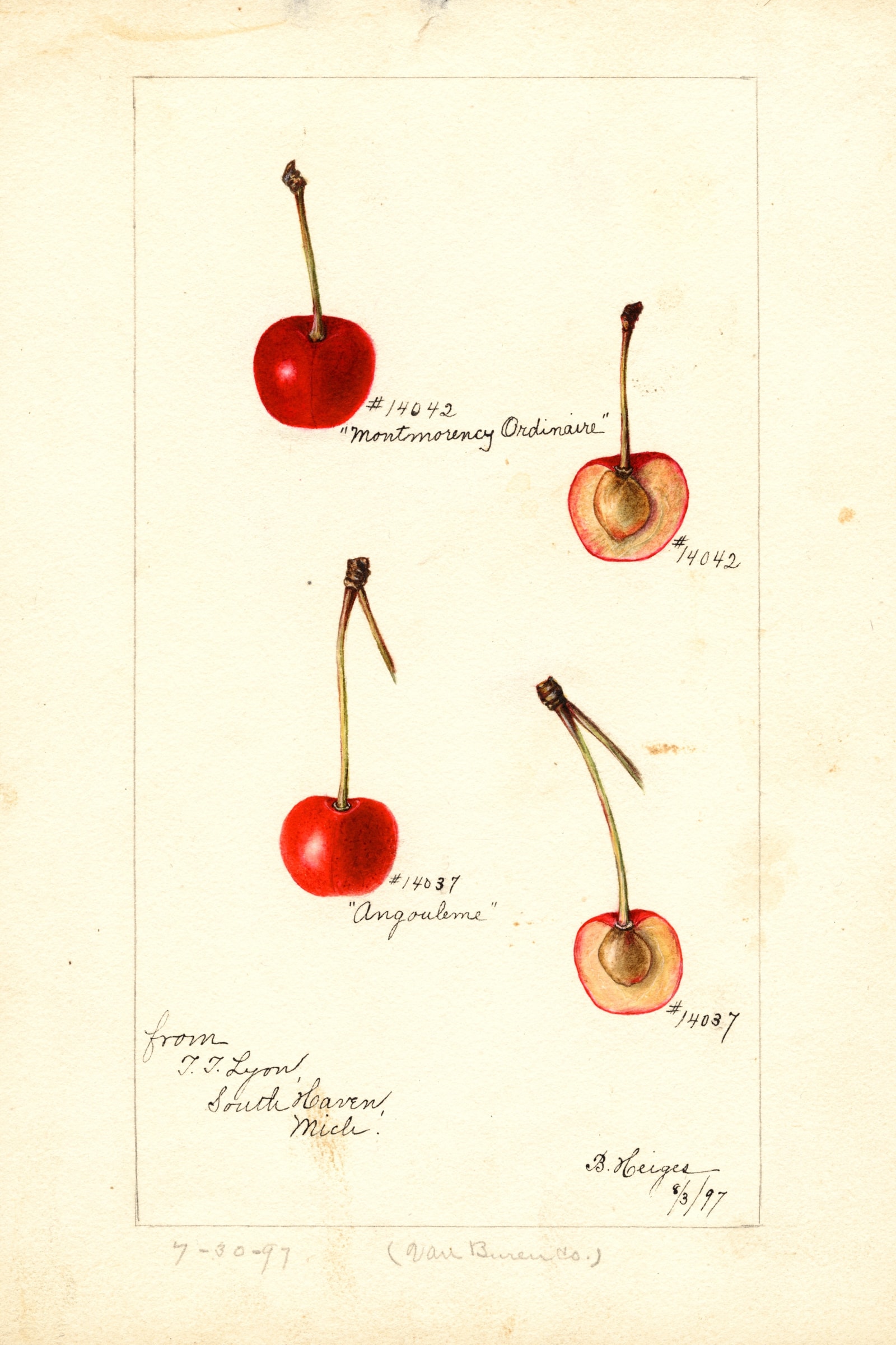 Angouleme Cherry