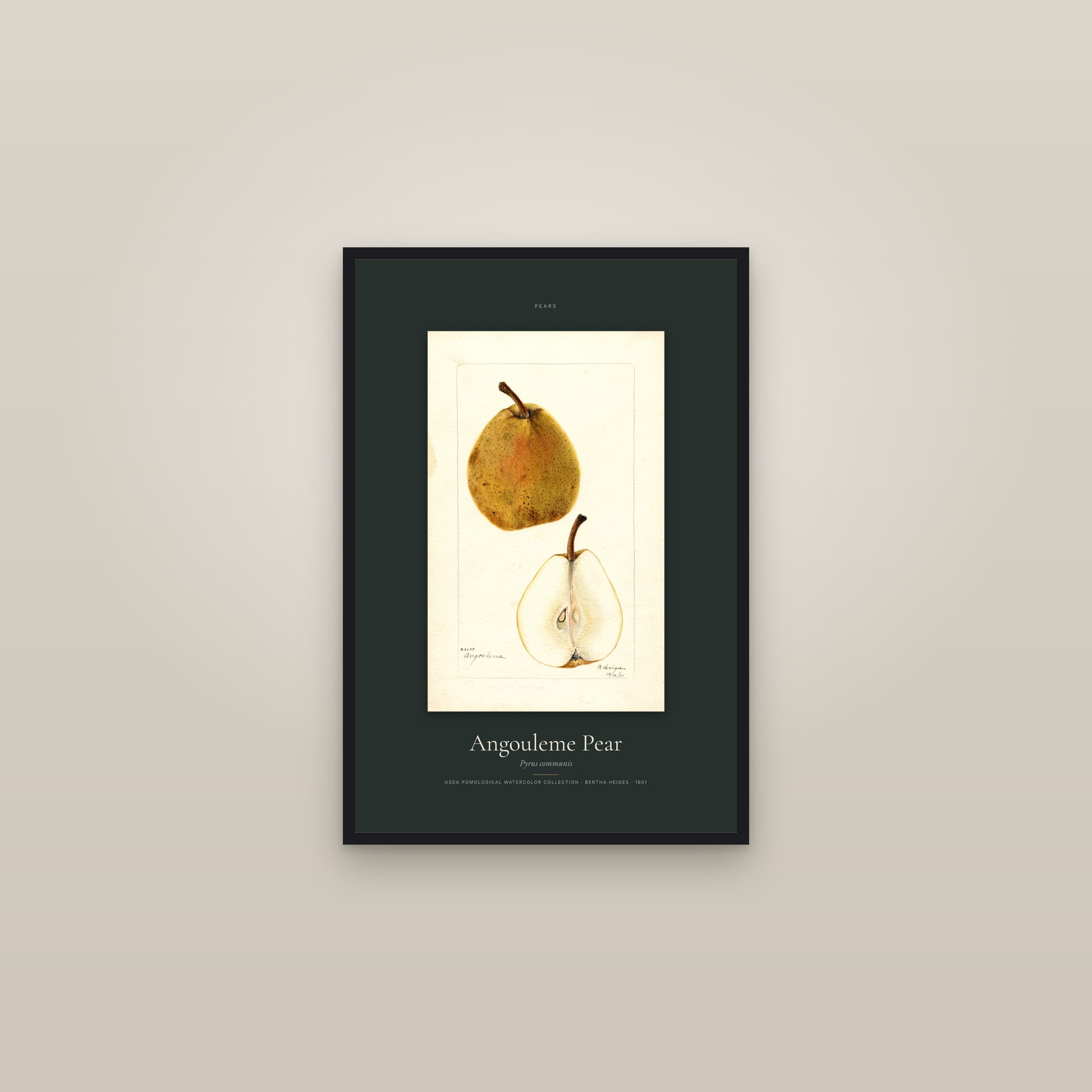 Angouleme Pear — Specimen — framed in a gallery setting
