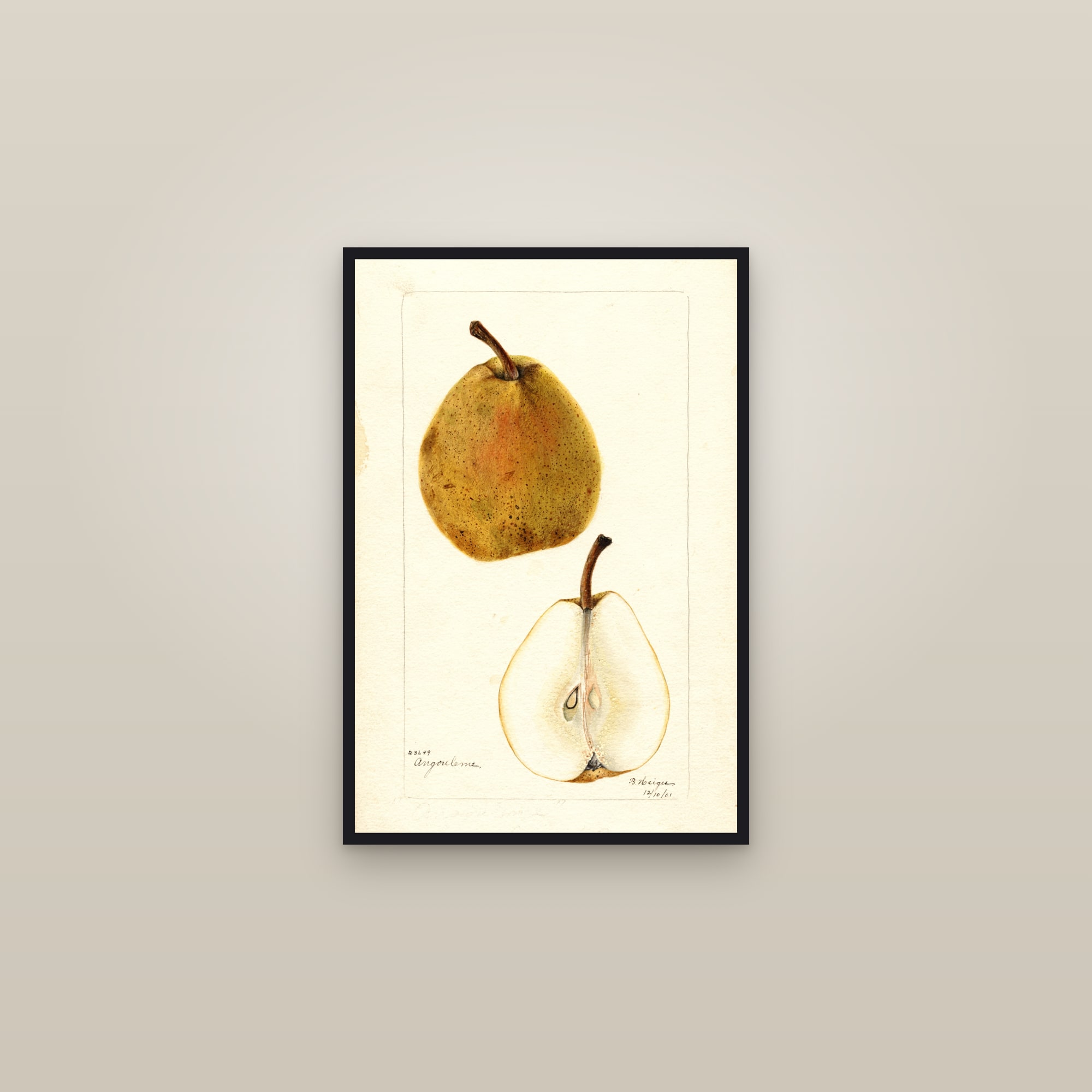 Angouleme Pear — framed in a gallery setting