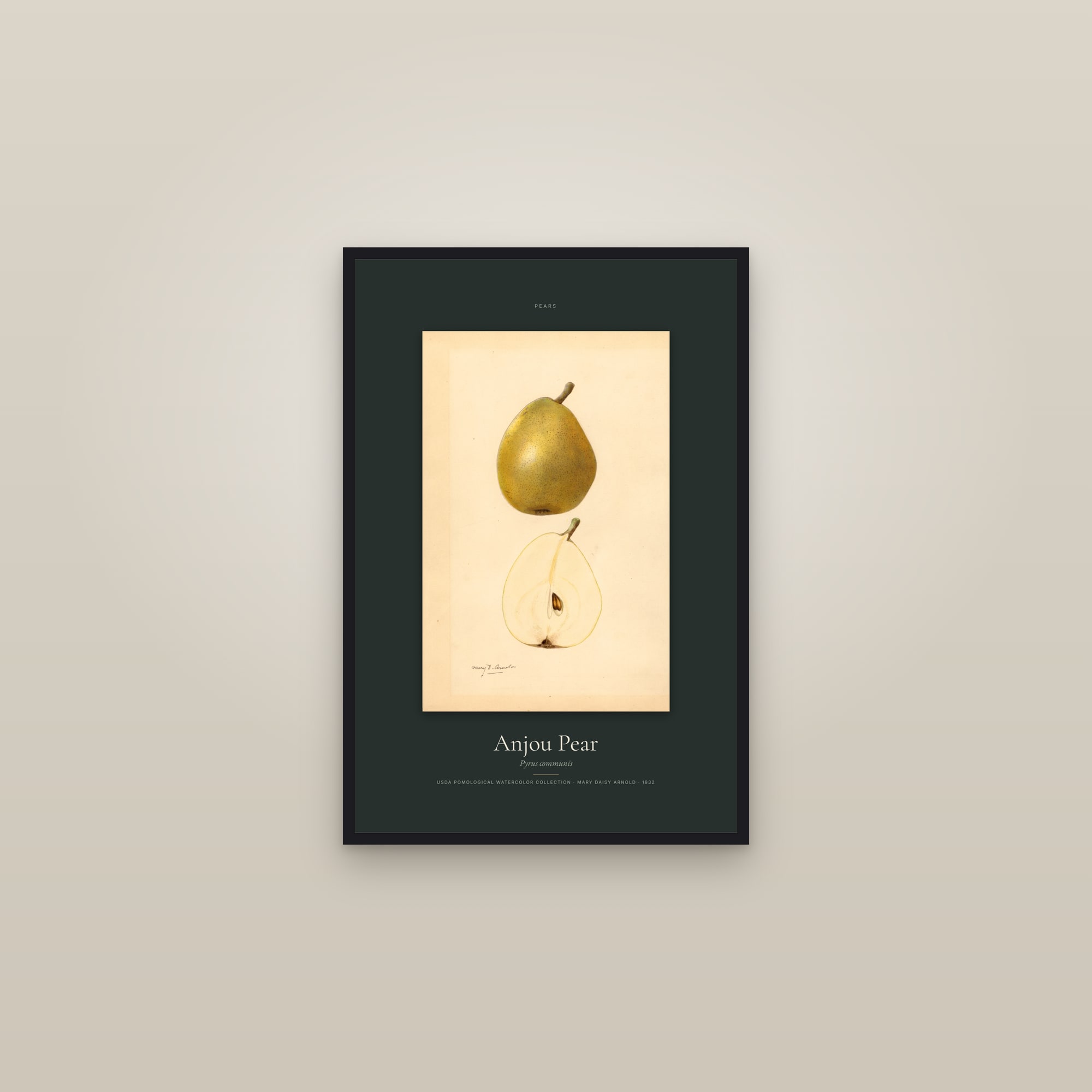 Anjou Pear — Specimen — framed in a gallery setting